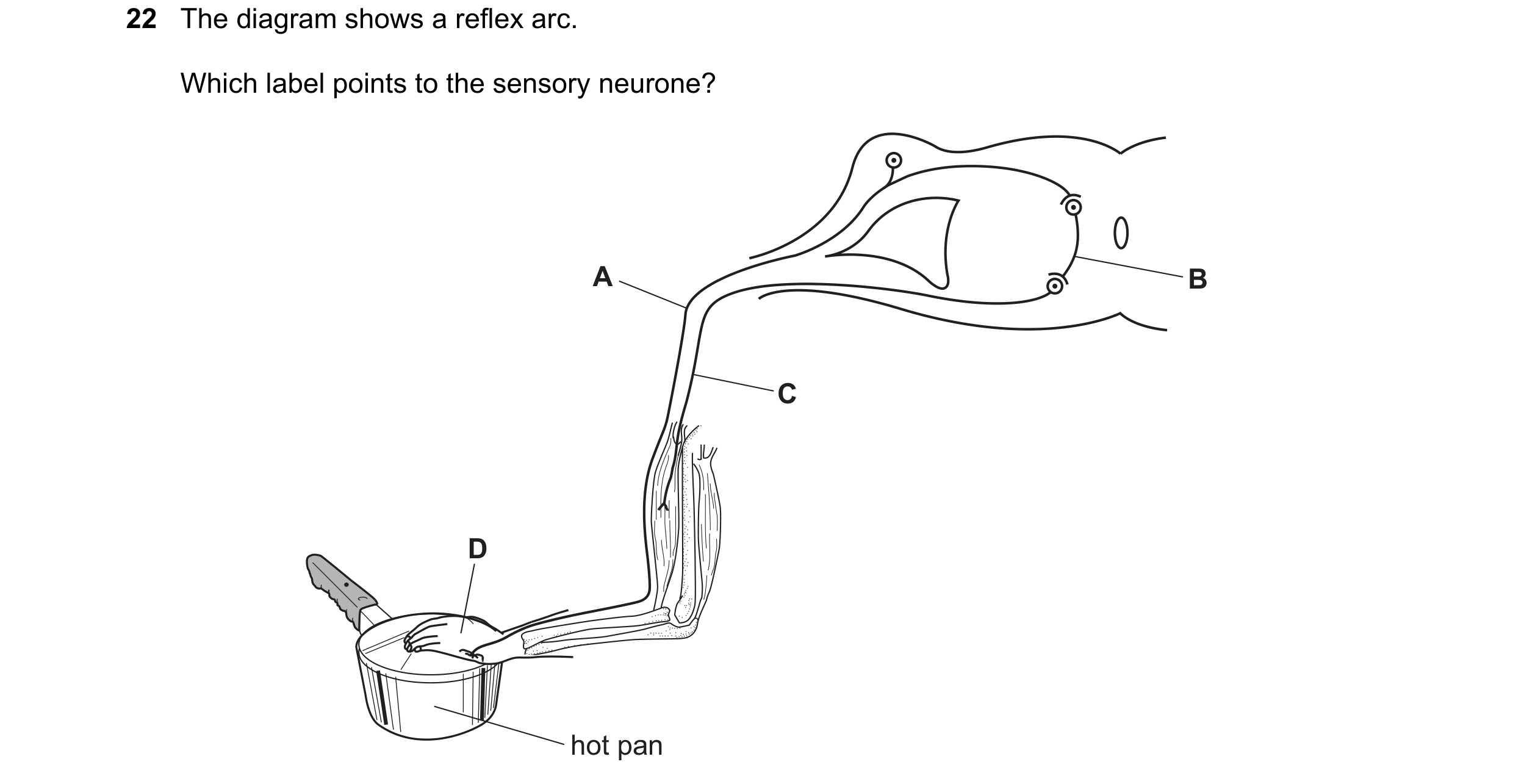Question 2: The diagram shows a reflex arc. Which label points to the sensory neurone? A B C D hot pan