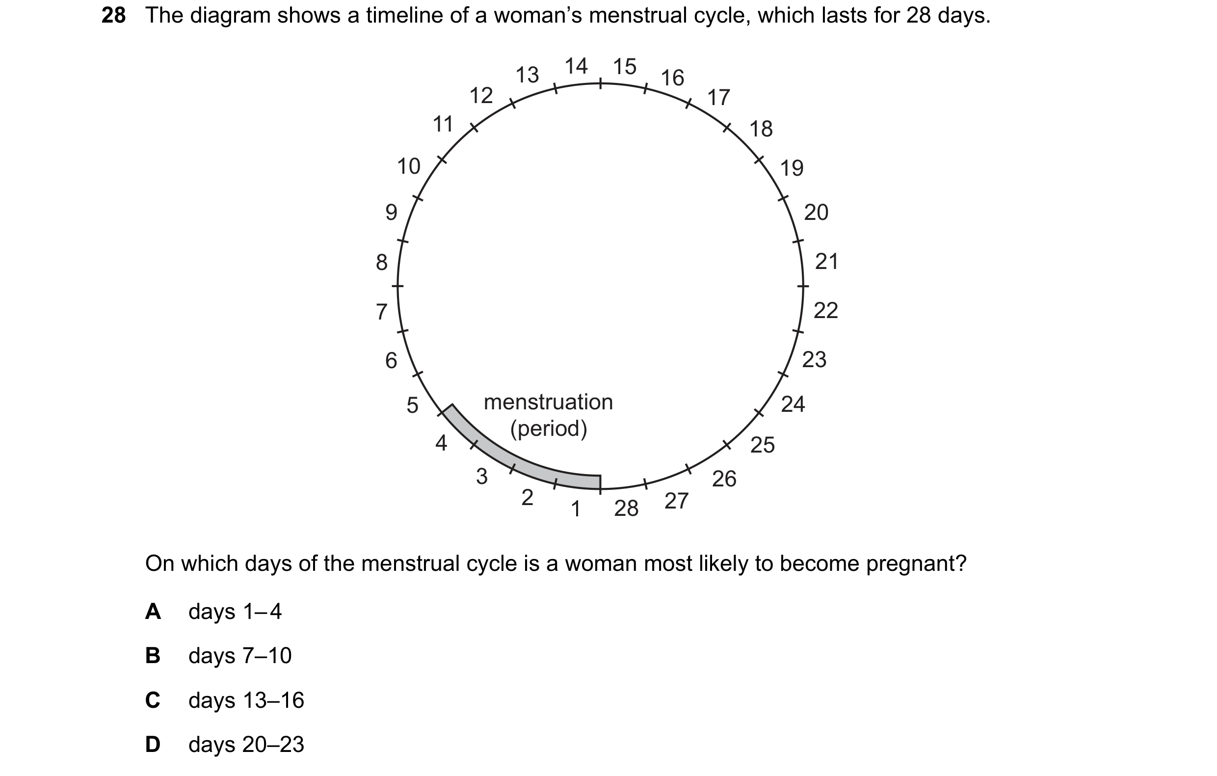 Question 4: The diagram shows a timeline of a woman’s menstrual cycle, which lasts for 28 days. 13 14 15 16 12 17 11 18 10 19 9 20 8 21 7 22 6 23 5 men…