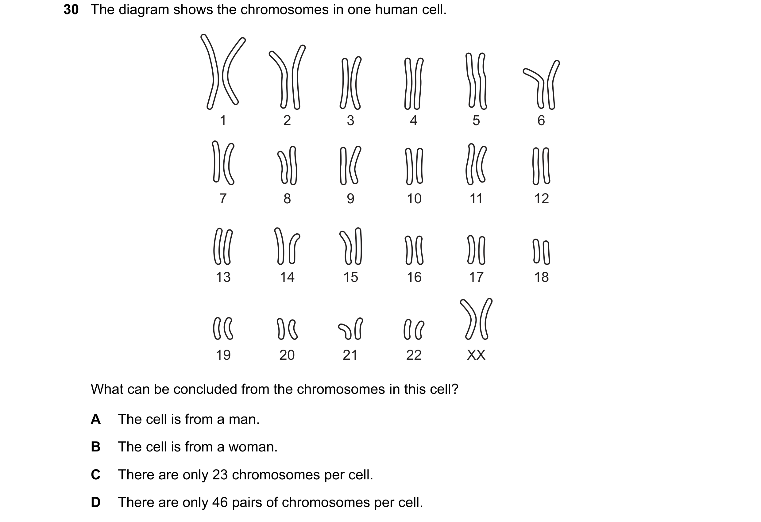 Question 3: The diagram shows the chromosomes in one human cell. 1 2 3 4 5 6 7 8 9 10 11 12 13 14 15 16 17 18 19 20 21 22 XX What can be concluded from…