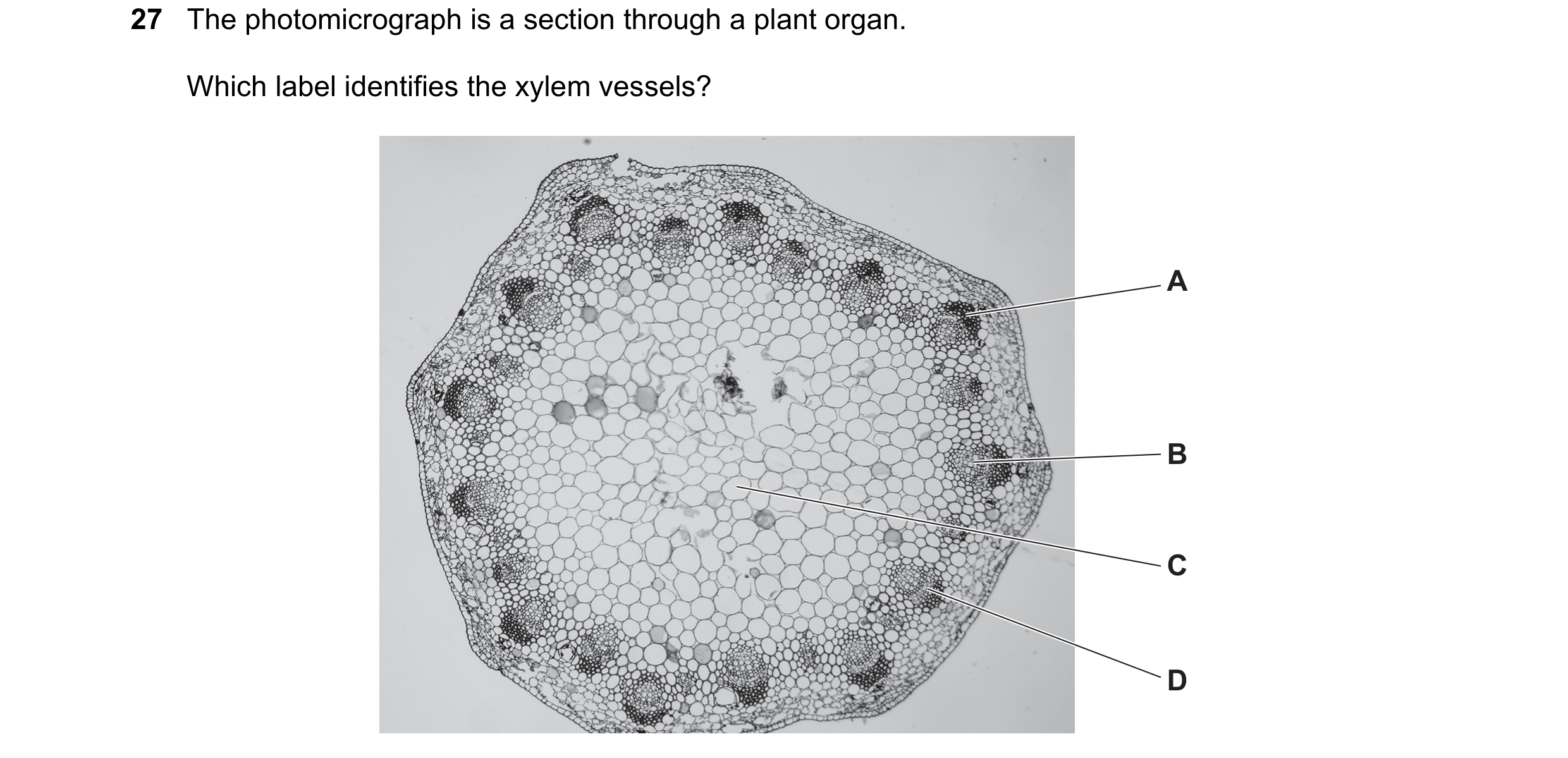 Question 49: The photomicrograph is a section through a plant organ. Which label identifies the xylem vessels? A B C D