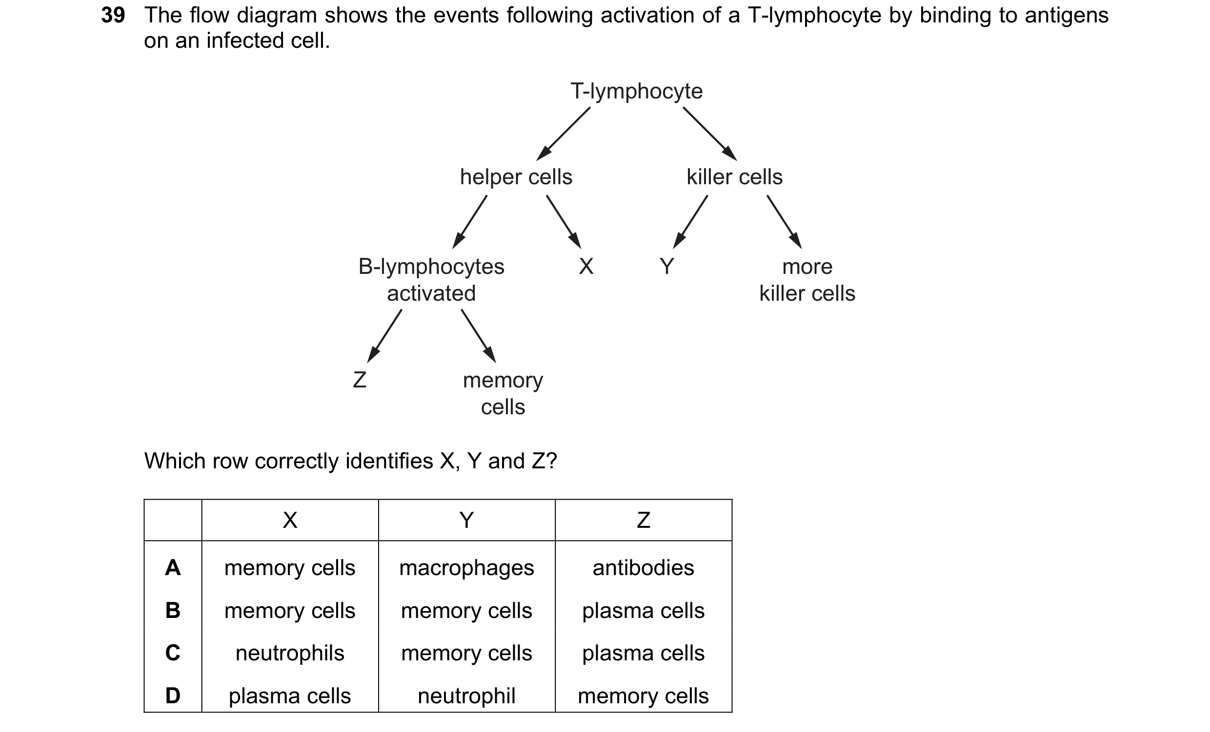 Question 74: The flow diagram shows the events following activation of a T-lymphocyte by binding to antigens on an infected cell. T-lymphocyte helper ce…