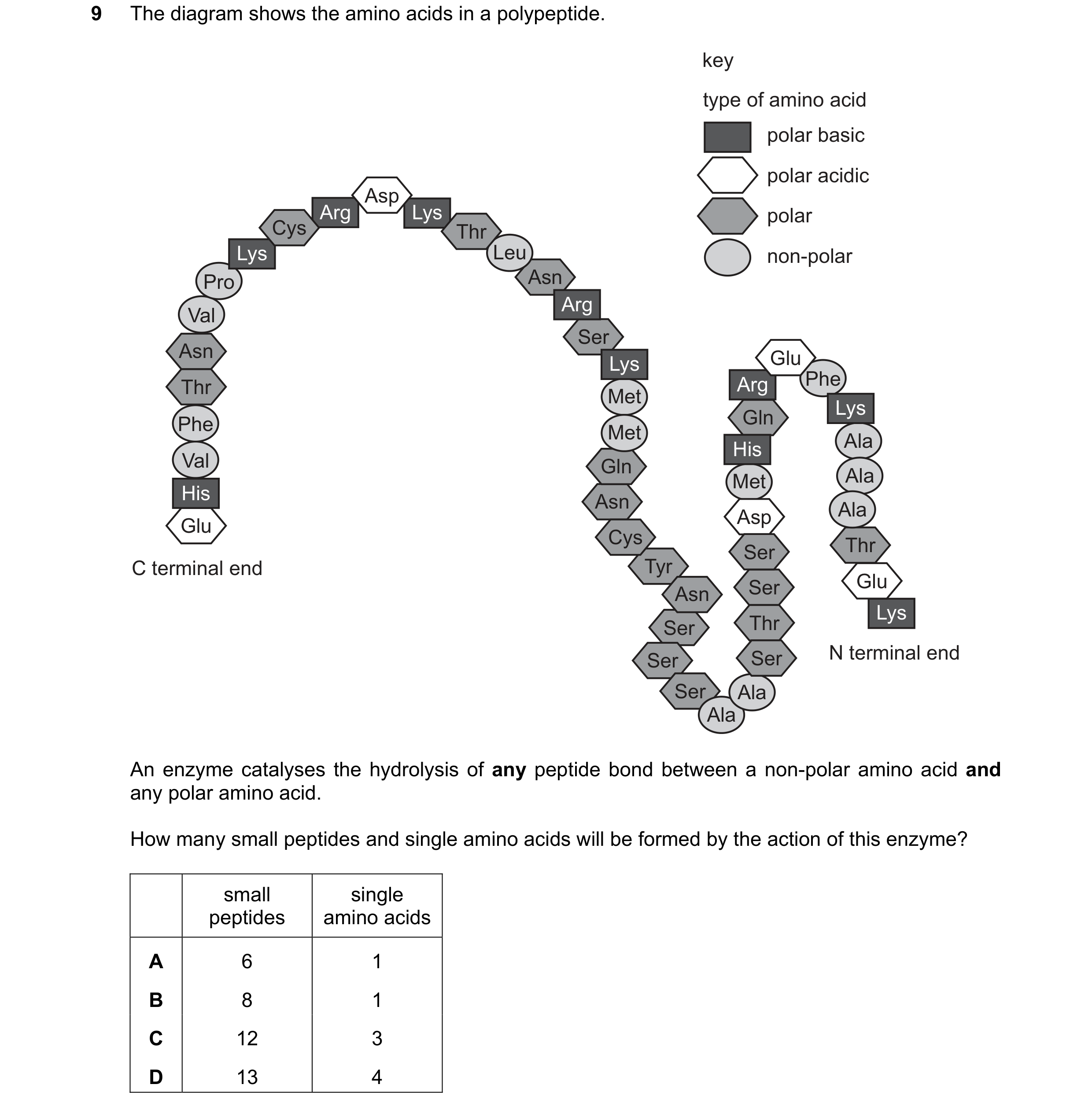 Question 125: The diagram shows the amino acids in a polypeptide. key type of amino acid polar basic polar acidic Asp Arg Lys polar Cys Thr Lys Leu non-p…