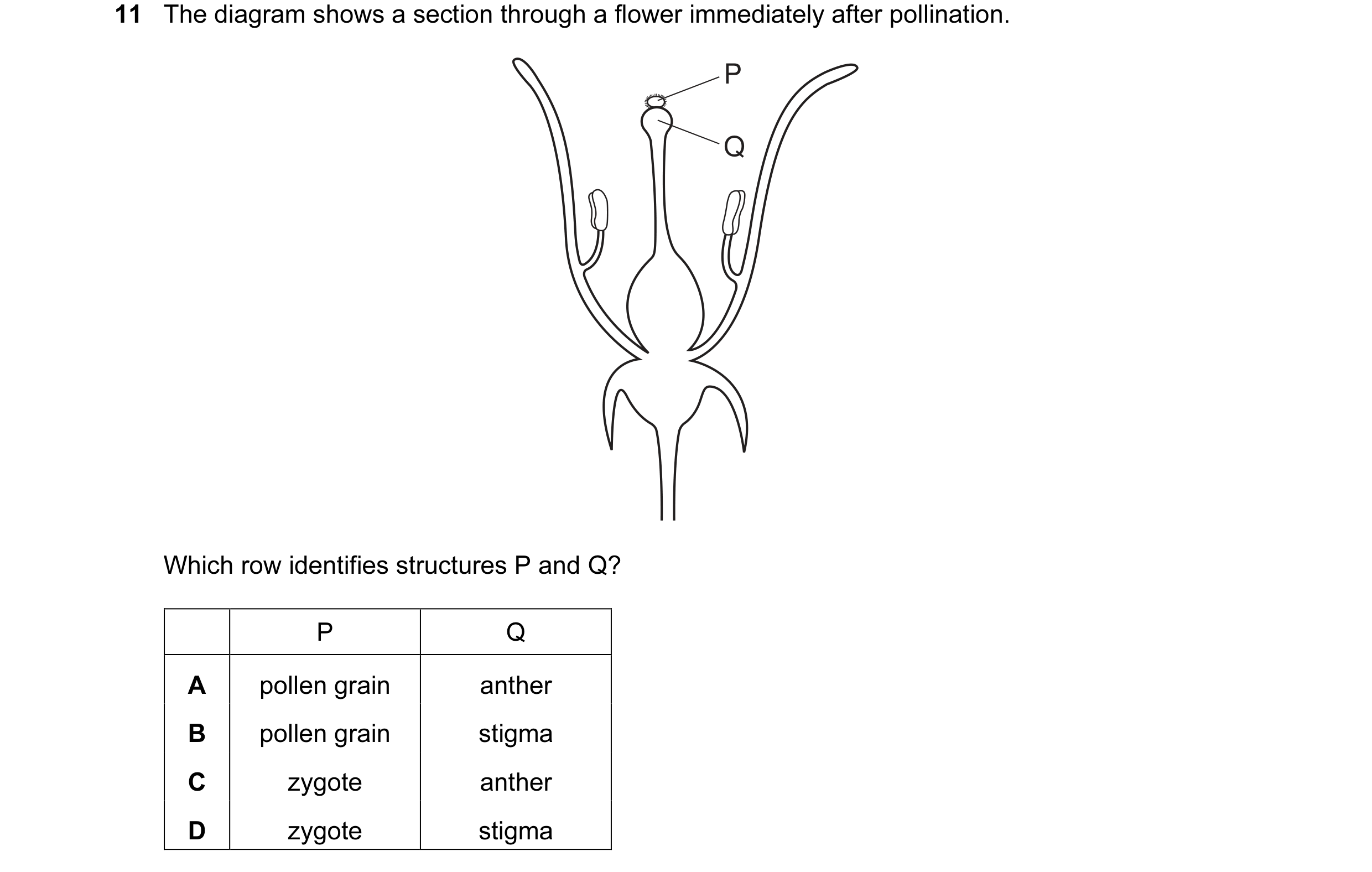 Question 34: The diagram shows a section through a flower immediately after pollination. P Q Which row identifies structures P and Q? P Q A pollen grain…