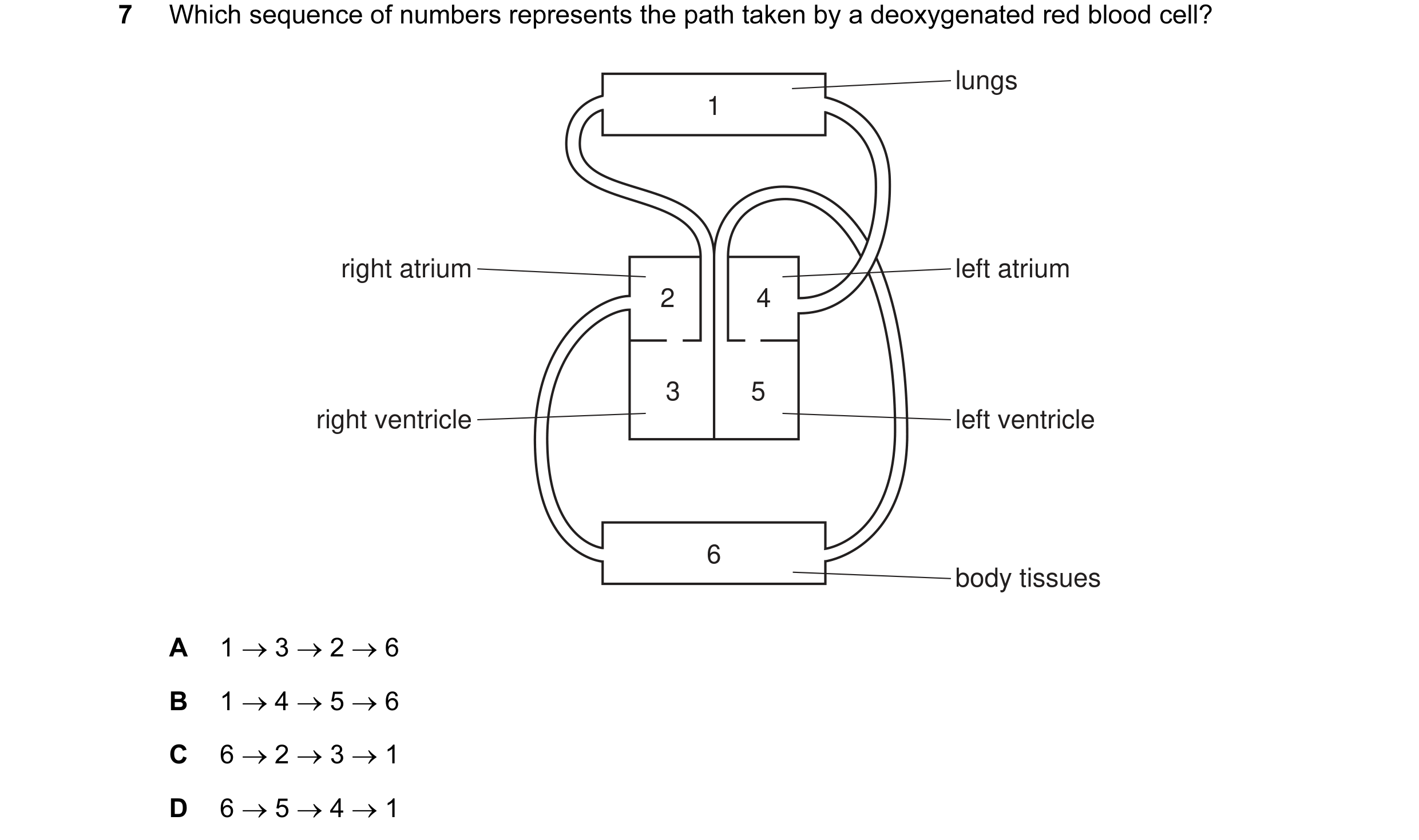 Question 7: Which sequence of numbers represents the path taken by a deoxygenated red blood cell? lungs 1 right atrium left atrium 2 4 3 5 right ventri…