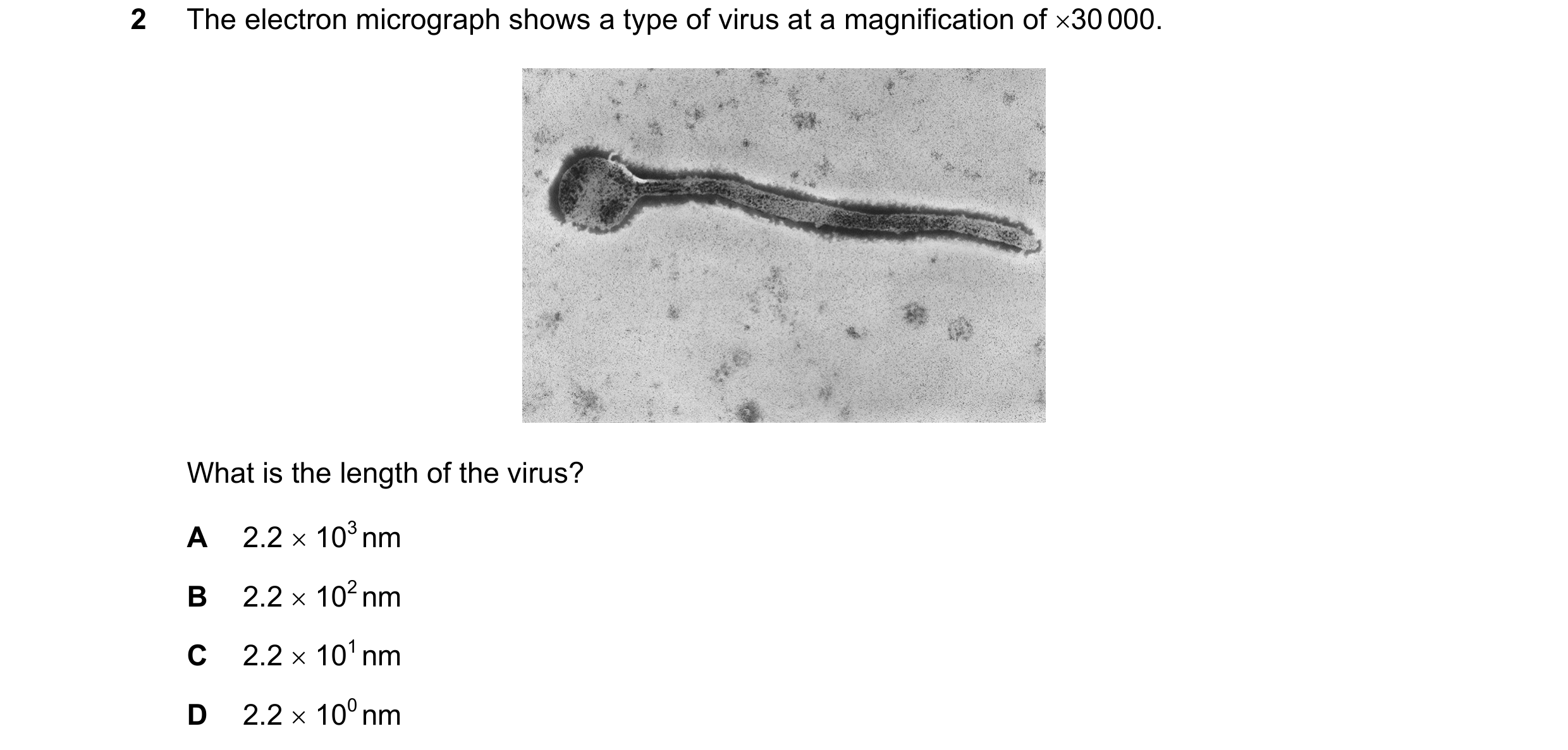 Question 137: The electron micrograph shows a type of virus at a magnification of ×30 000. What is the length of the virus? A 2.2 × 103 nm B 2.2 × 102 nm…