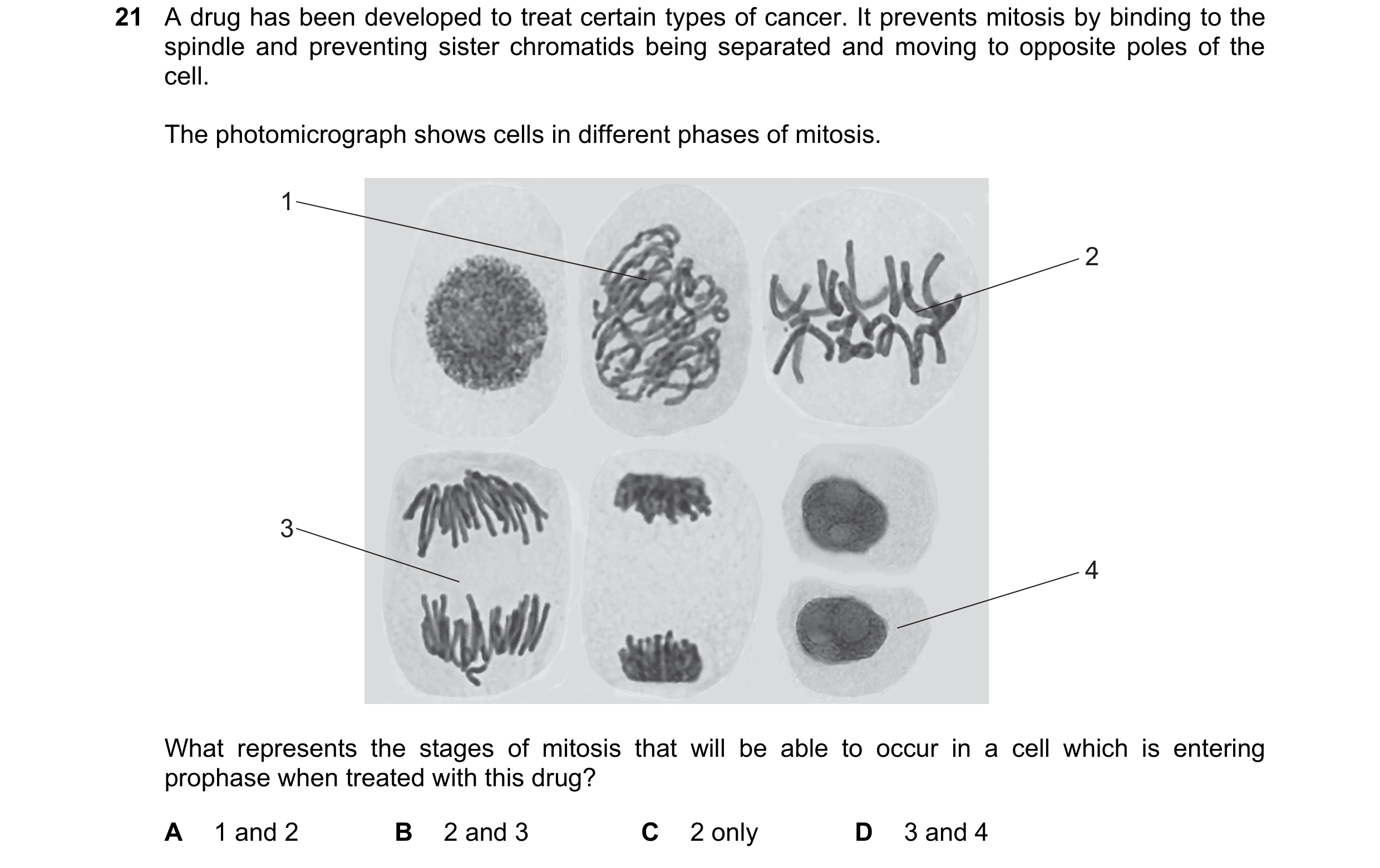 Question 83: A drug has been developed to treat certain types of cancer. It prevents mitosis by binding to the spindle and preventing sister chromatids …