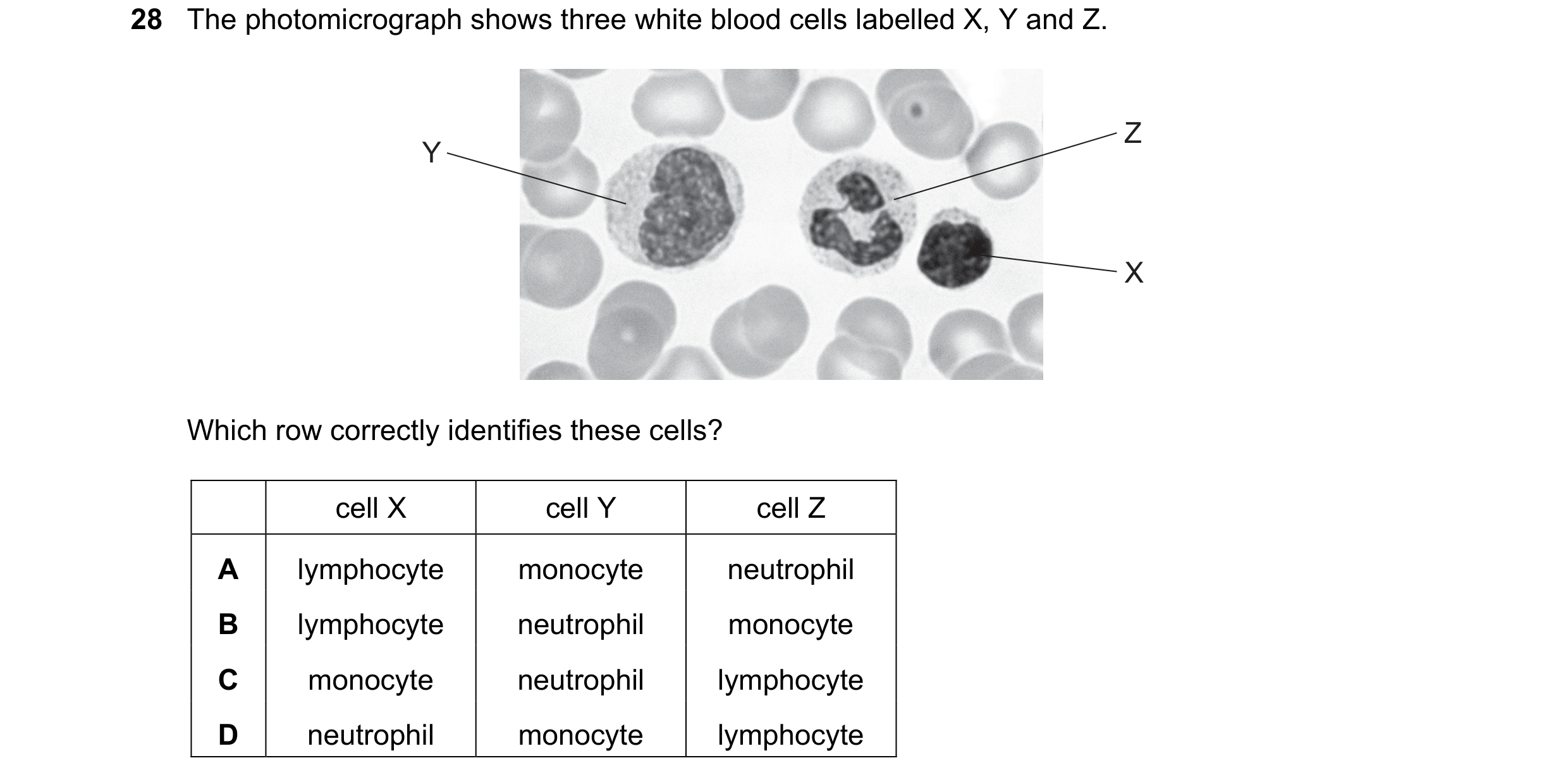 Question 99: The photomicrograph shows three white blood cells labelled X, Y and Z. Z Y X Which row correctly identifies these cells? cell X cell Y cell…