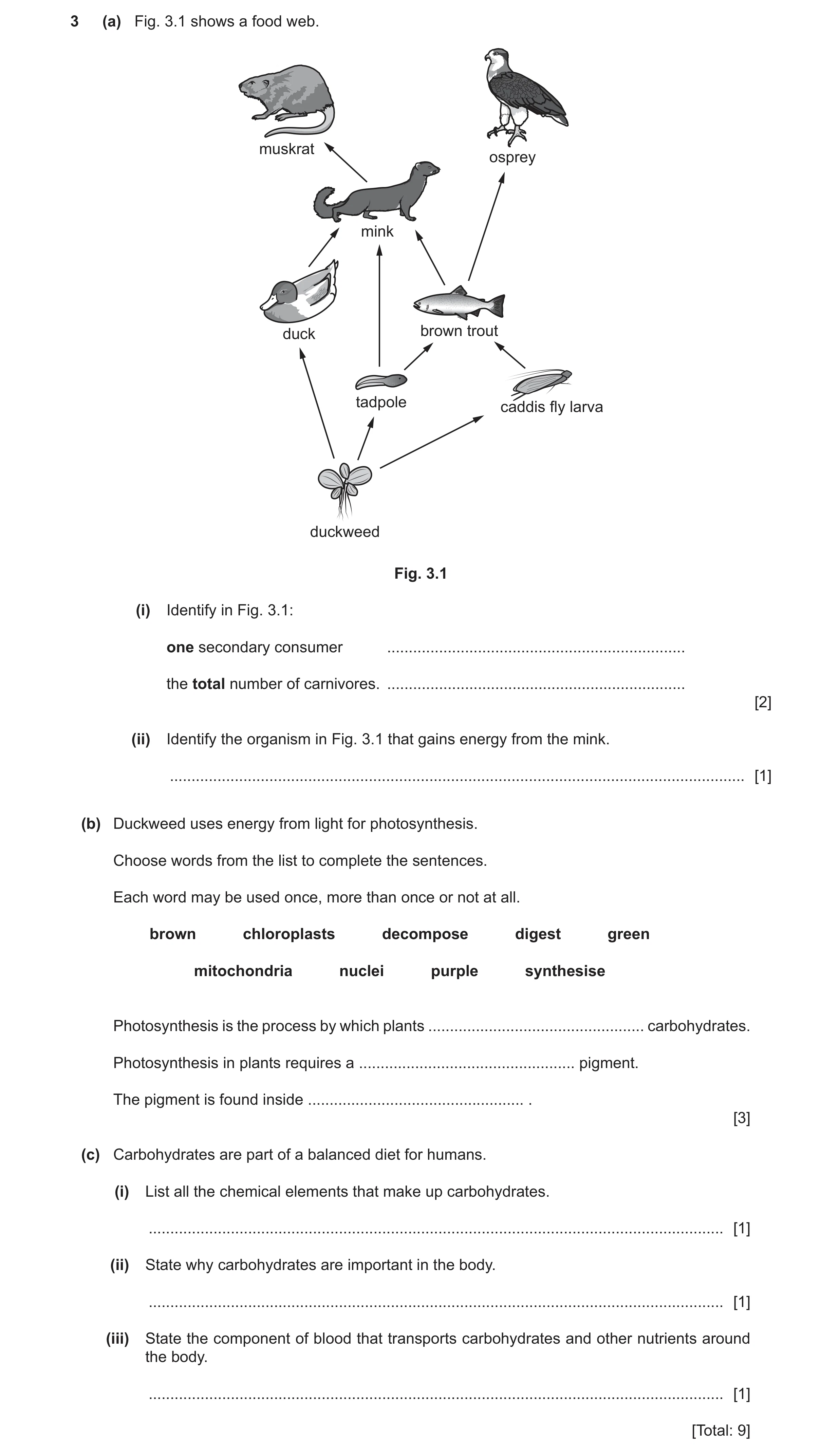 Question 19: (a) Fig. 3.1 shows a food web. muskrat osprey mink duck brown trout tadpole caddis fly larva duckweed Fig. 3.1 (i) Identify in Fig. 3.1: on…