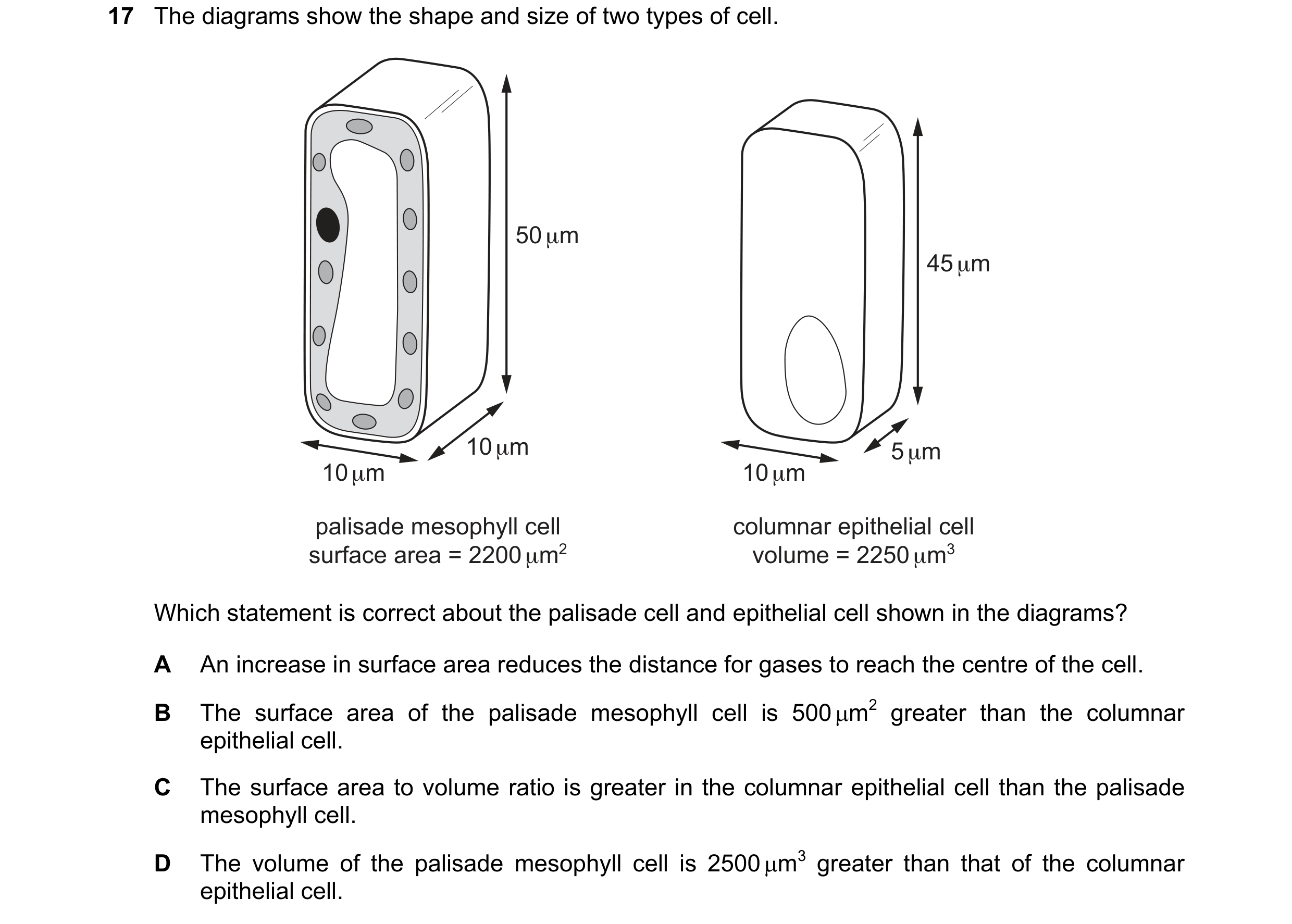 Question 133: The diagrams show the shape and size of two types of cell. 50 μm 45 μm 10 μm 5 μm 10 μm 10 μm palisade mesophyll cell columnar epithelial c…