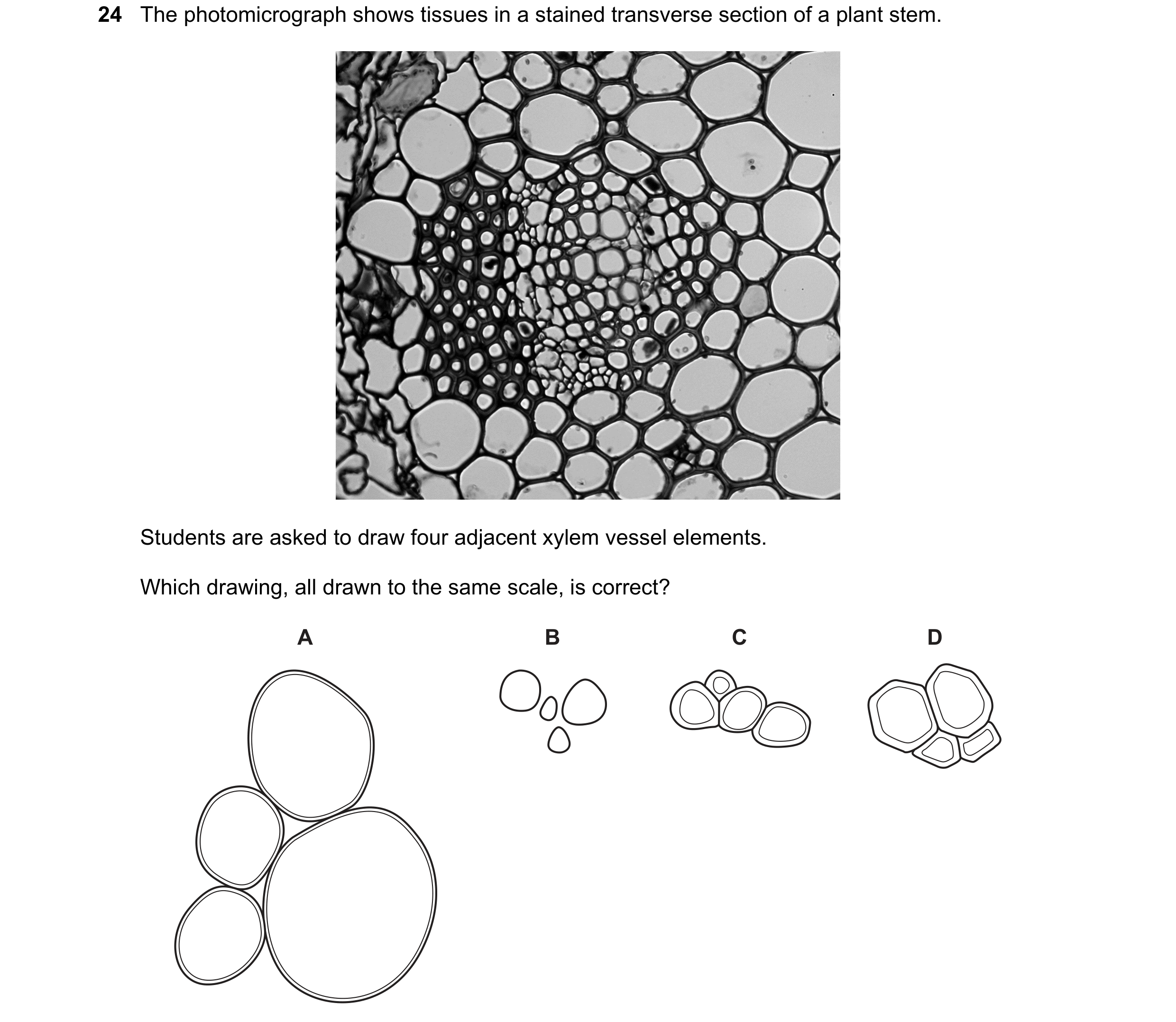 Question 52: The photomicrograph shows tissues in a stained transverse section of a plant stem. Students are asked to draw four adjacent xylem vessel el…