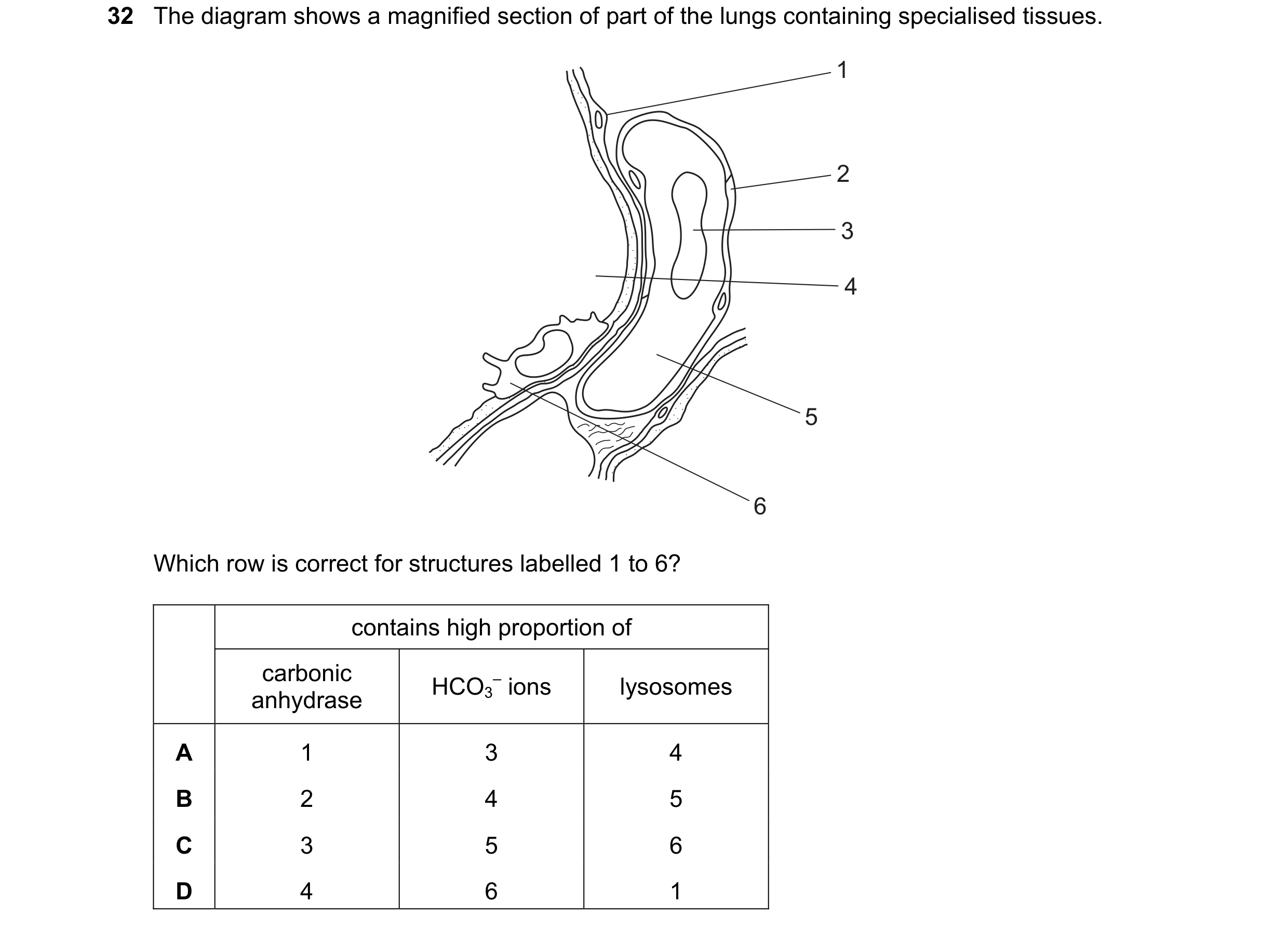 Question 143: The diagram shows a magnified section of part of the lungs containing specialised tissues. 1 2 3 4 5 6 Which row is correct for structures …