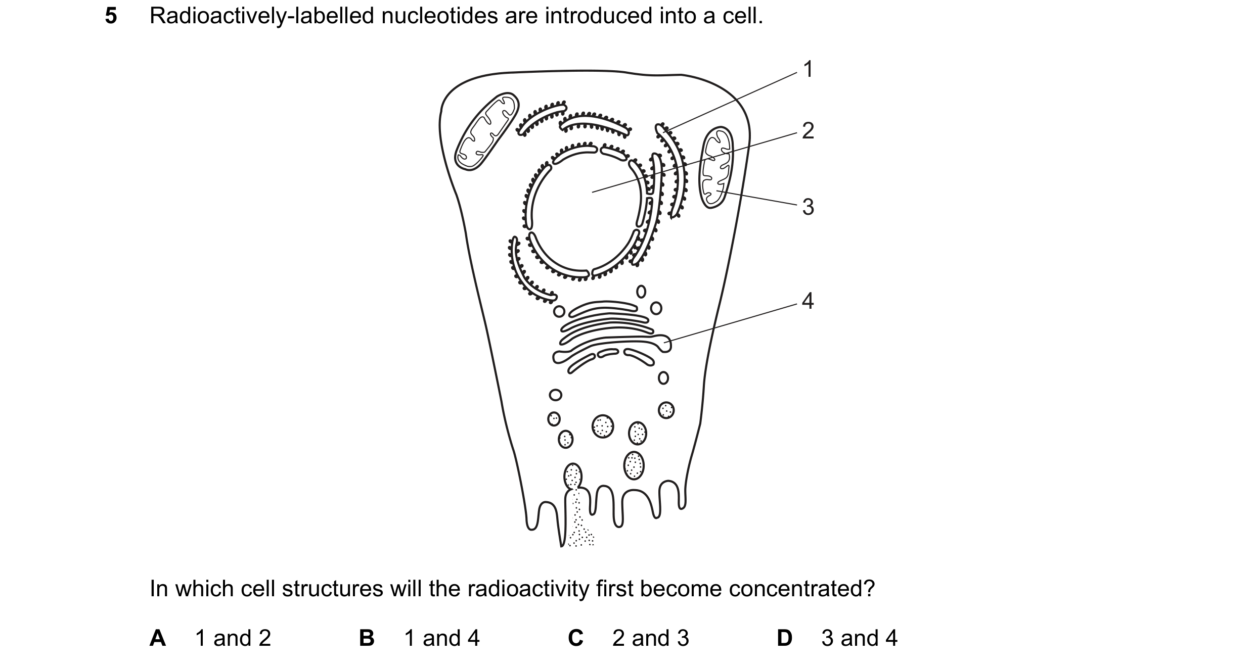 Question 104: Radioactively-labelled nucleotides are introduced into a cell. 1 2 3 4 In which cell structures will the radioactivity first become concent…