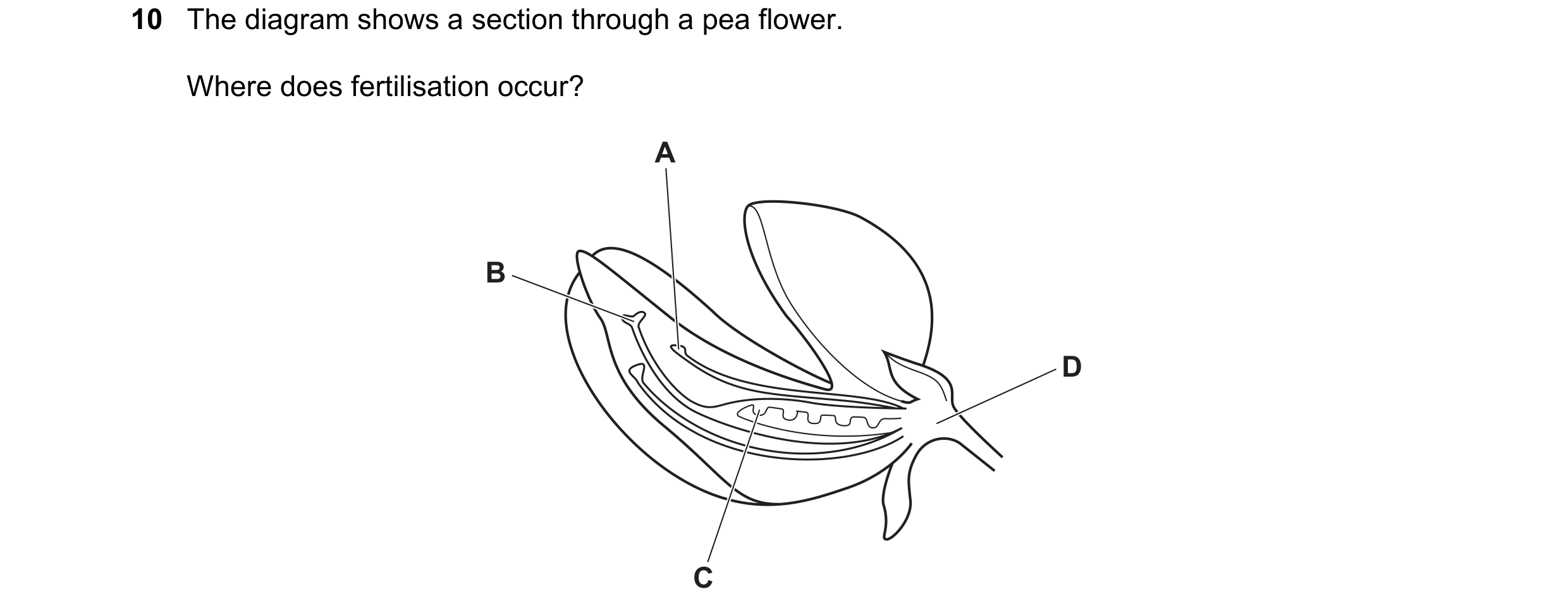 Question 8: The diagram shows a section through a pea flower. Where does fertilisation occur? A B D C