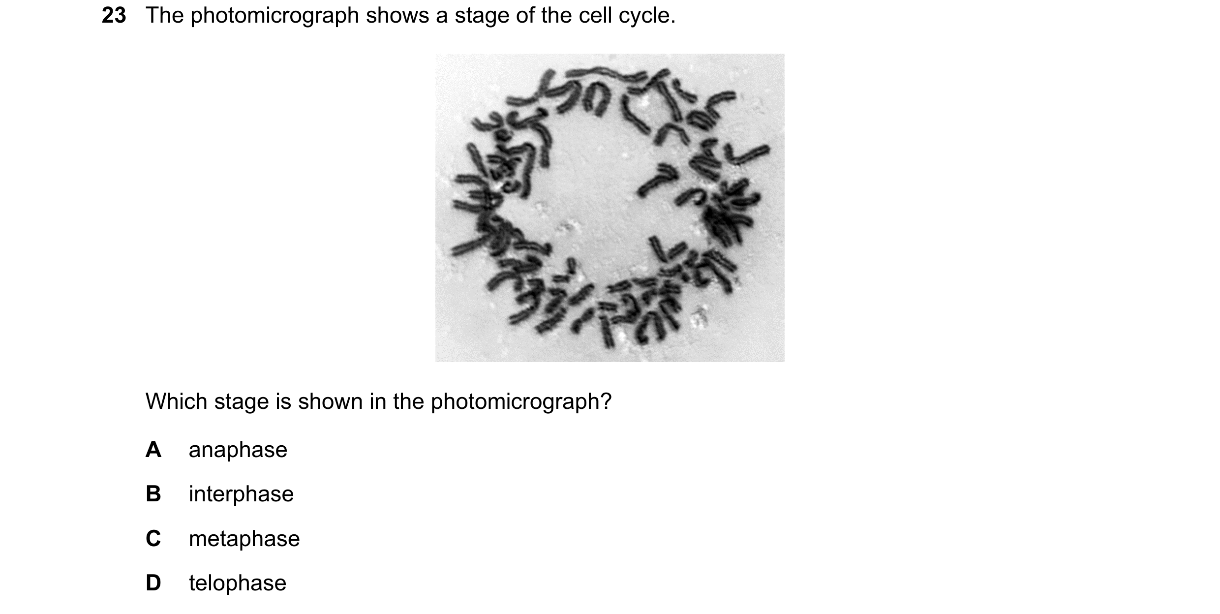 Question 136: The photomicrograph shows a stage of the cell cycle. Which stage is shown in the photomicrograph? A anaphase B interphase C metaphase D tel…