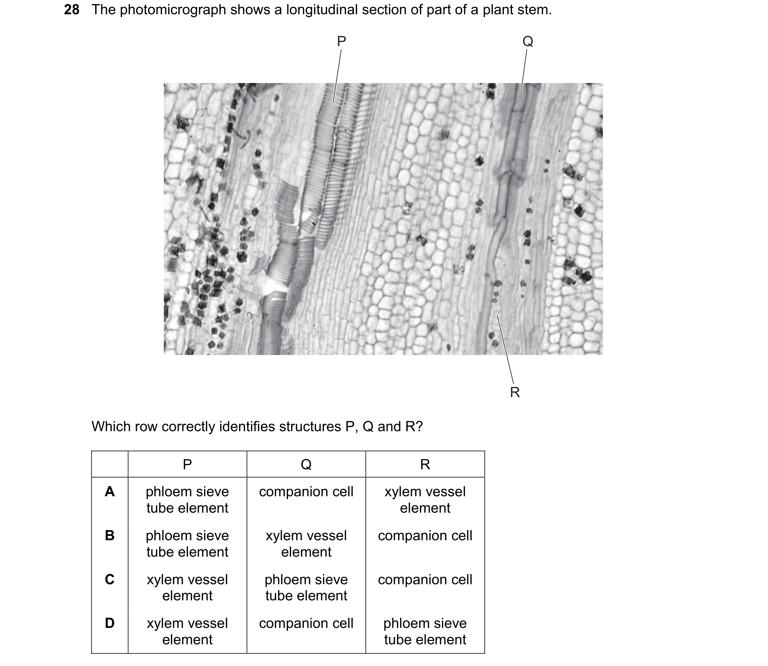 Question 119: The photomicrograph shows a longitudinal section of part of a plant stem. P Q R Which row correctly identifies structures P, Q and R? P Q R…