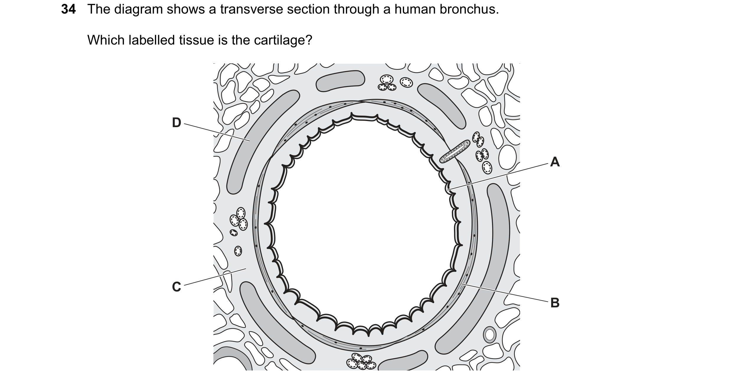 Question 272: The diagram shows a transverse section through a human bronchus. Which labelled tissue is the cartilage? D A C B