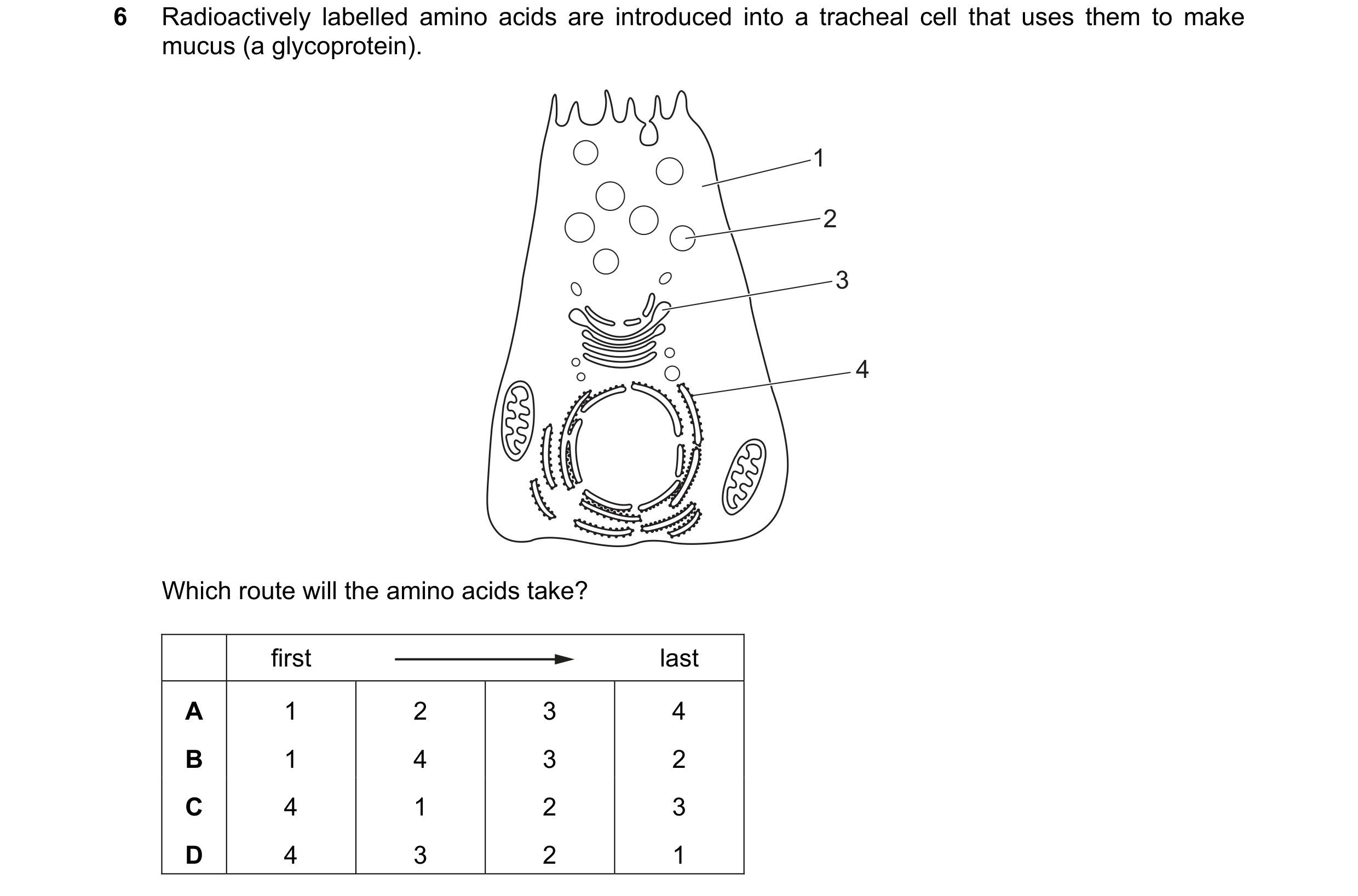 Question 392: Radioactively labelled amino acids are introduced into a tracheal cell that uses them to make mucus (a glycoprotein). 1 2 3 4 Which route w…