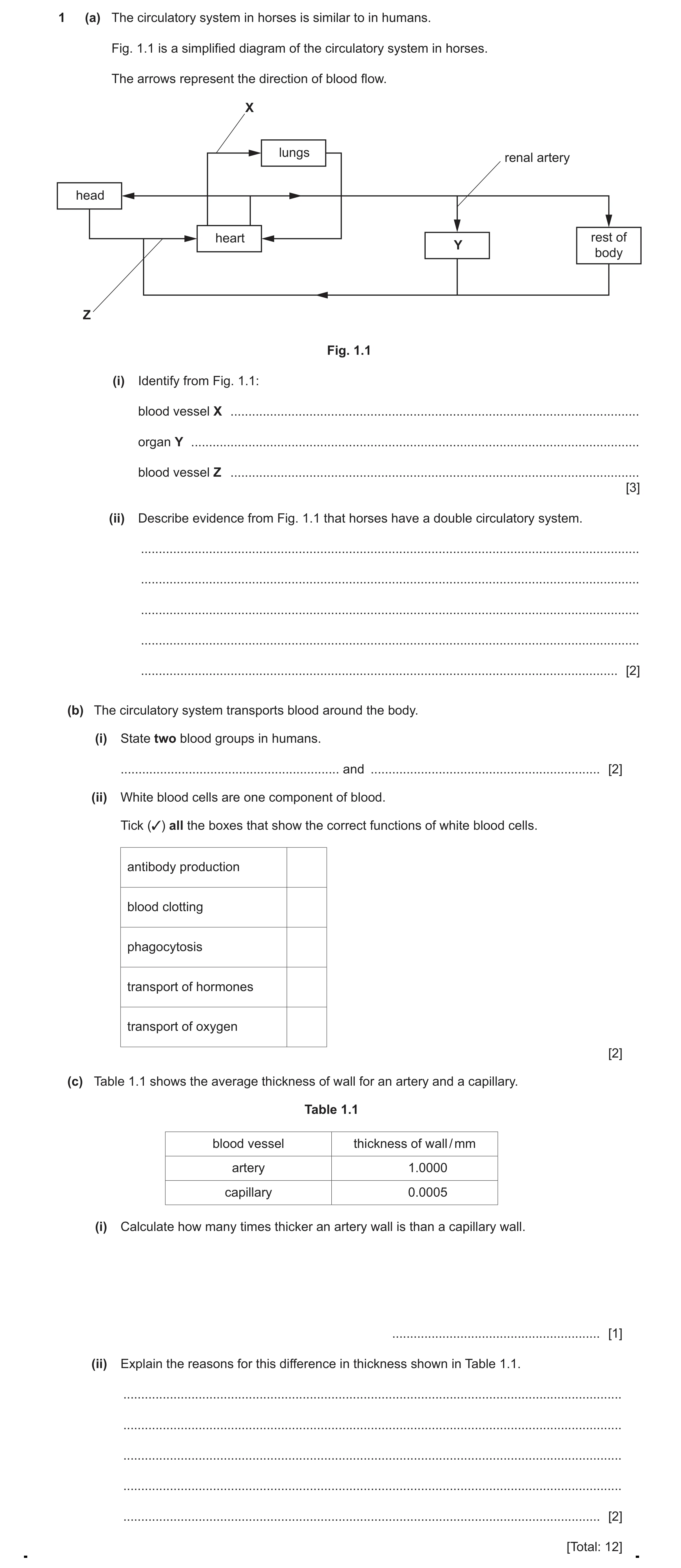 Question 13: (a) The circulatory system in horses is similar to in humans. Fig. 1.1 is a simplified diagram of the circulatory system in horses. The arr…
