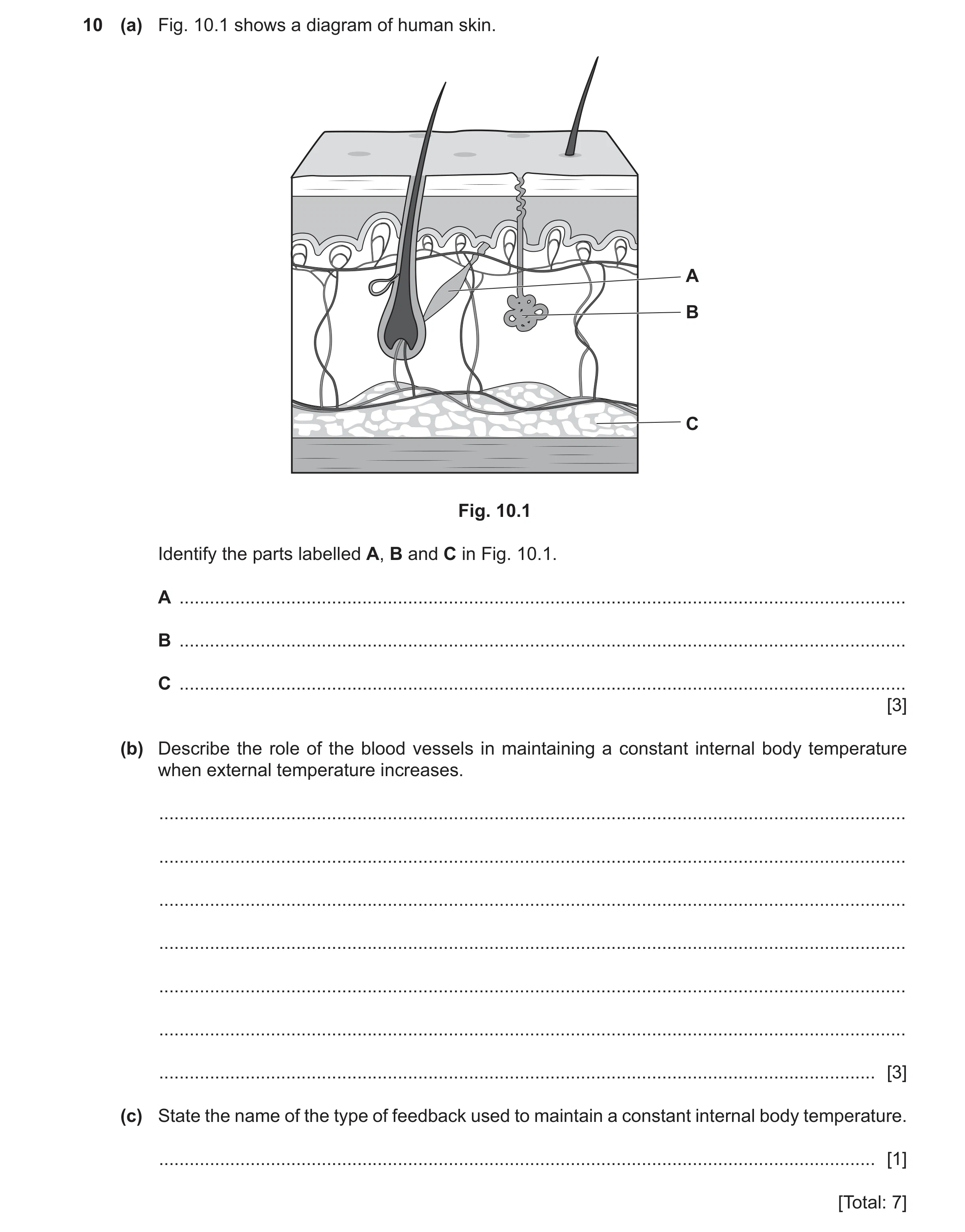 Question 15: (a) Fig. 10.1 shows a diagram of human skin. A B C Fig. 10.1 Identify the parts labelled A, B and C in Fig. 10.1. A .......................…