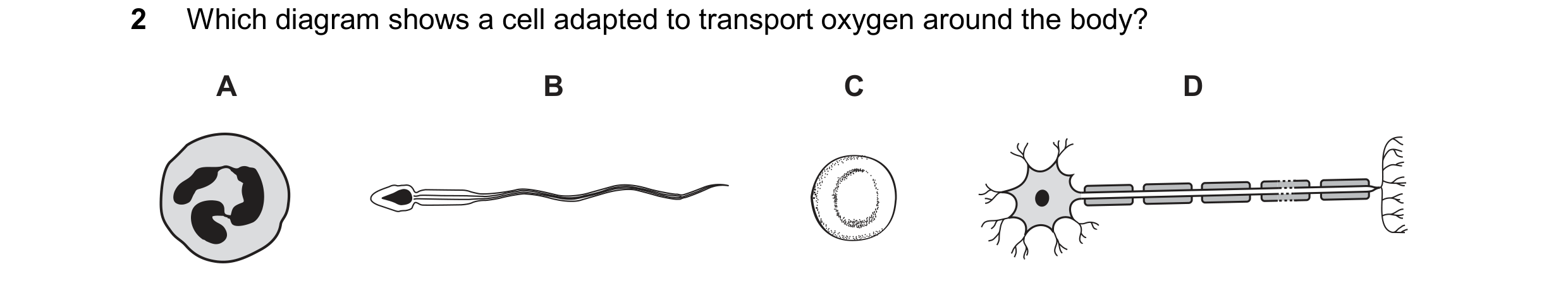 Question 16: Which diagram shows a cell adapted to transport oxygen around the body? A B C D