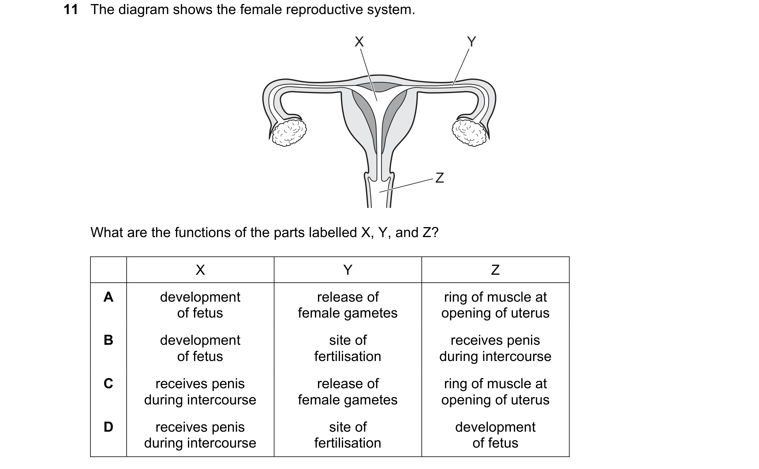 Question 65: The diagram shows the female reproductive system. X Y Z What are the functions of the parts labelled X, Y, and Z? X Y Z A development relea…