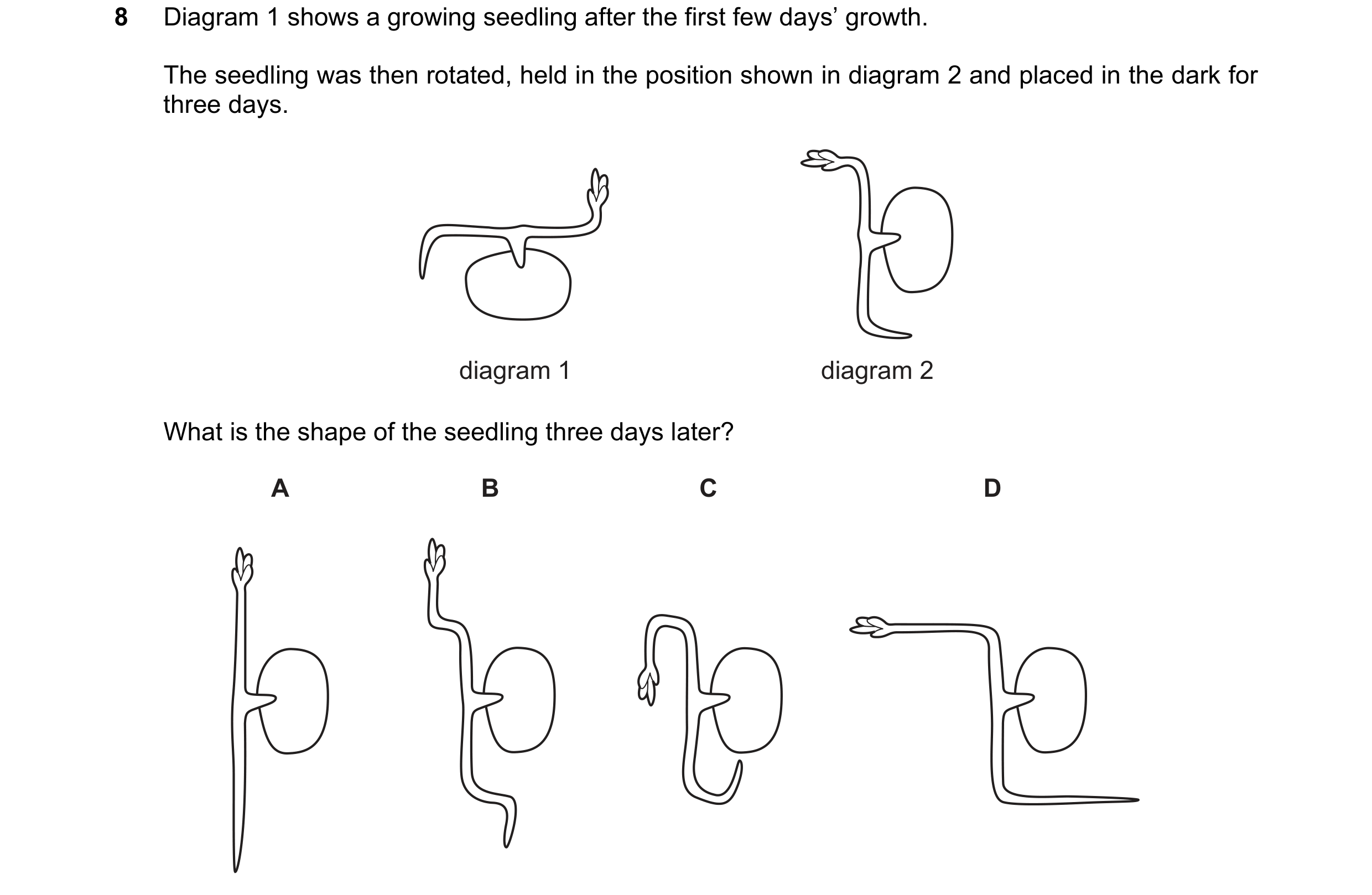 Question 62: Diagram 1 shows a growing seedling after the first few days’ growth. The seedling was then rotated, held in the position shown in diagram 2…