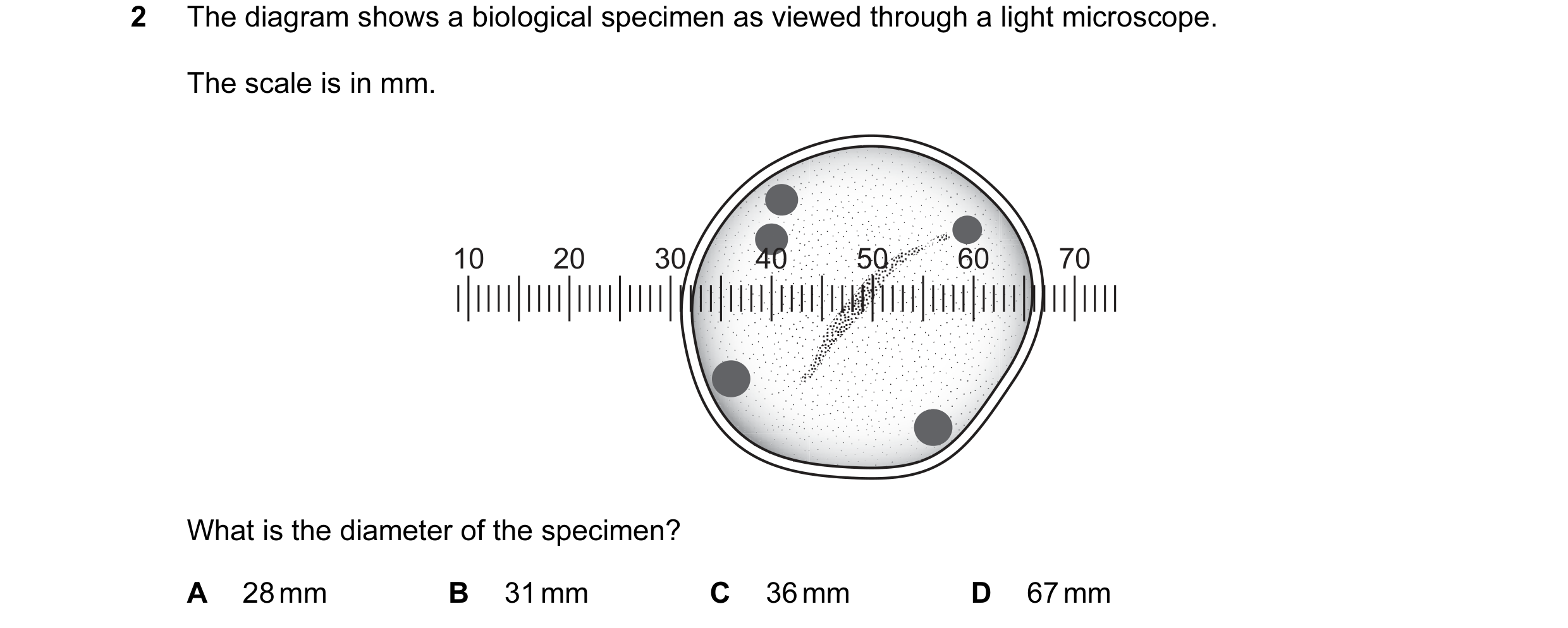 Question 4: The diagram shows a biological specimen as viewed through a light microscope. The scale is in mm. 10 20 30 40 50 60 70 What is the diameter…