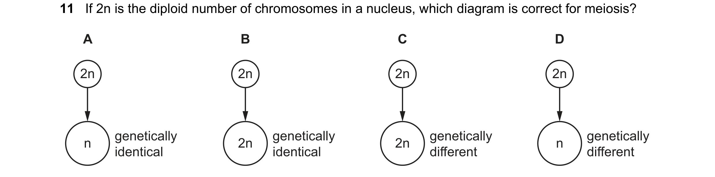 Question 15: If 2n is the diploid number of chromosomes in a nucleus, which diagram is correct for meiosis? A B C D 2n 2n 2n 2n genetically genetically …