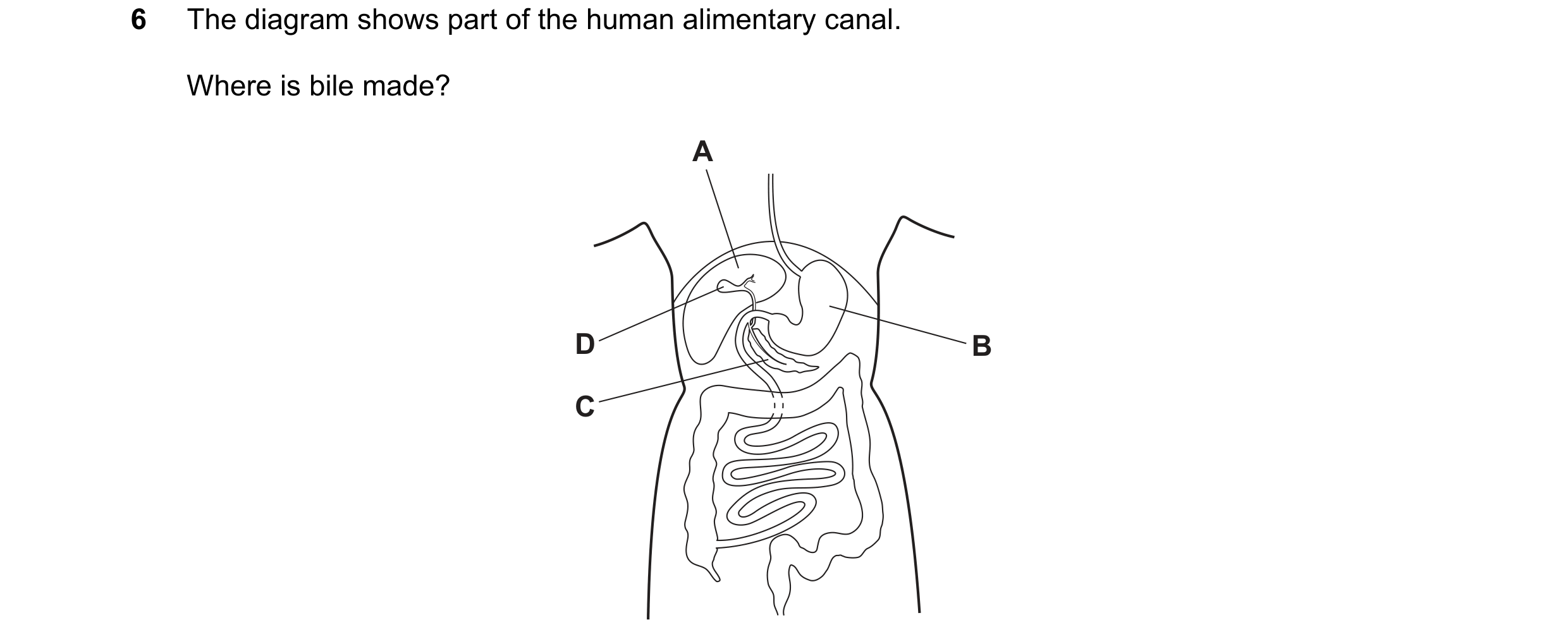 Question 7: The diagram shows part of the human alimentary canal. Where is bile made? A D B C