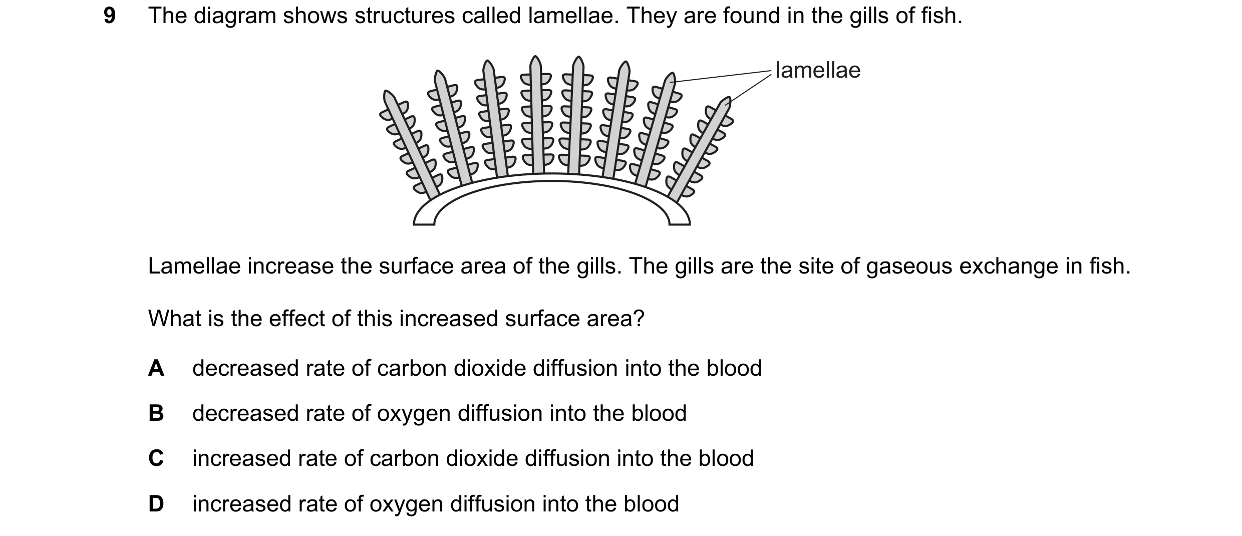 Question 9: The diagram shows structures called lamellae. They are found in the gills of fish. lamellae Lamellae increase the surface area of the gills…
