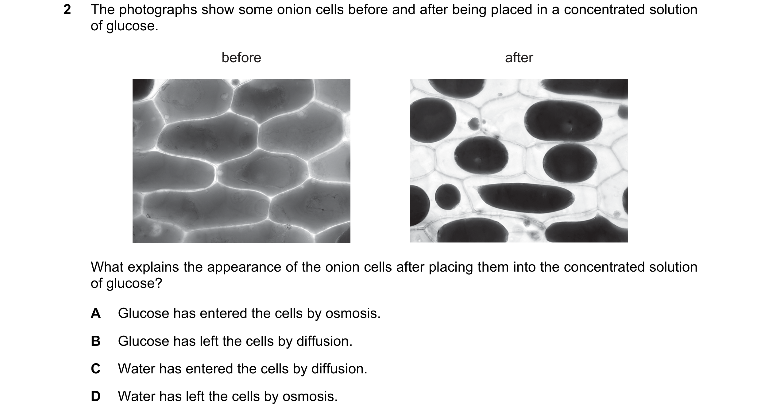 Question 9: The photographs show some onion cells before and after being placed in a concentrated solution of glucose. before after What explains the a…