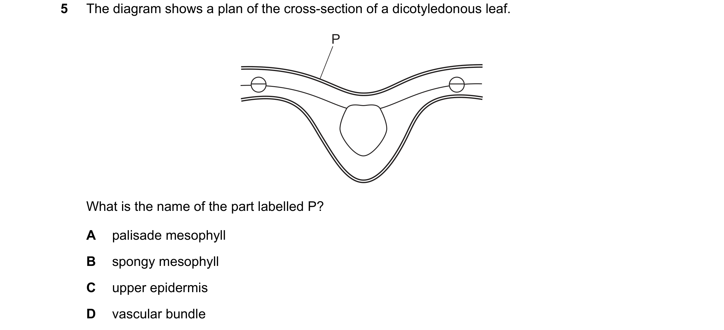 Question 19: The diagram shows a plan of the cross-section of a dicotyledonous leaf. P What is the name of the part labelled P? A palisade mesophyll B s…