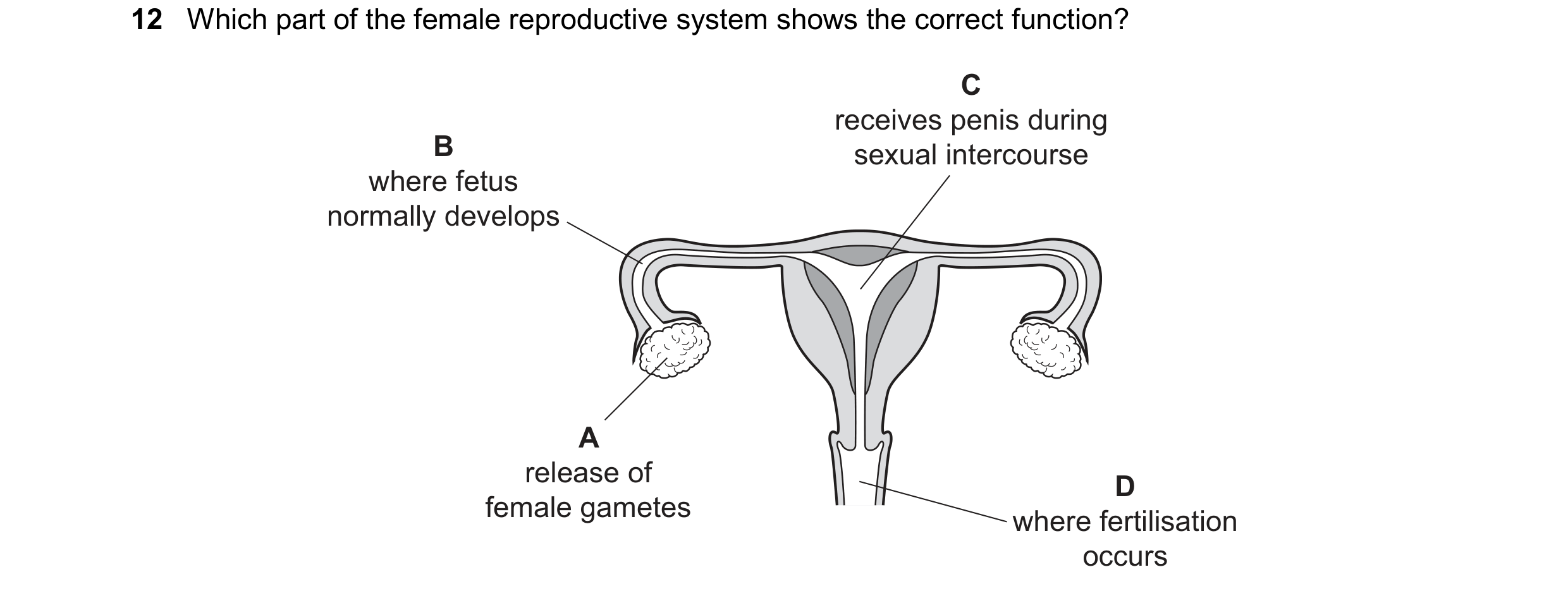 Question 102: Which part of the female reproductive system shows the correct function? C receives penis during B sexual intercourse where fetus normally …