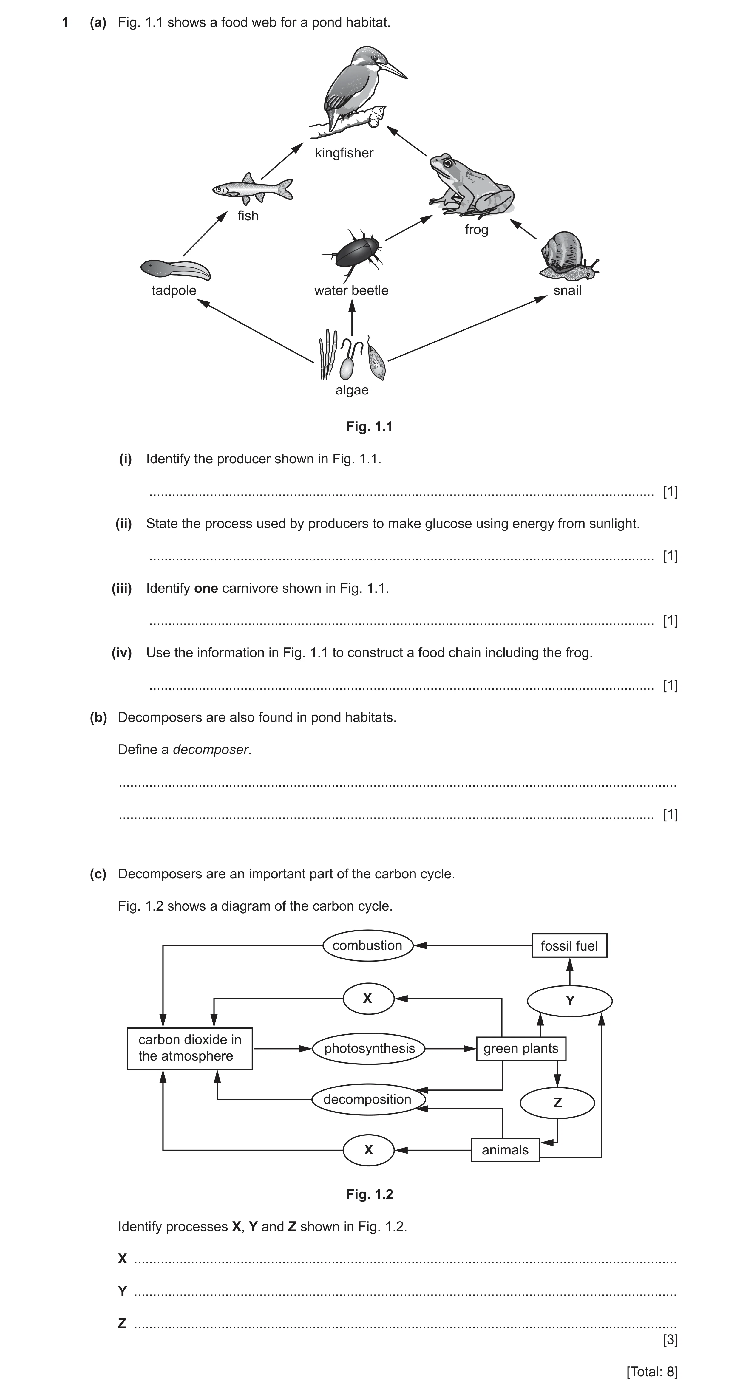Question 3: (a) Fig. 1.1 shows a food web for a pond habitat. kingfisher fish frog tadpole water beetle snail algae Fig. 1.1 (i) Identify the producer …