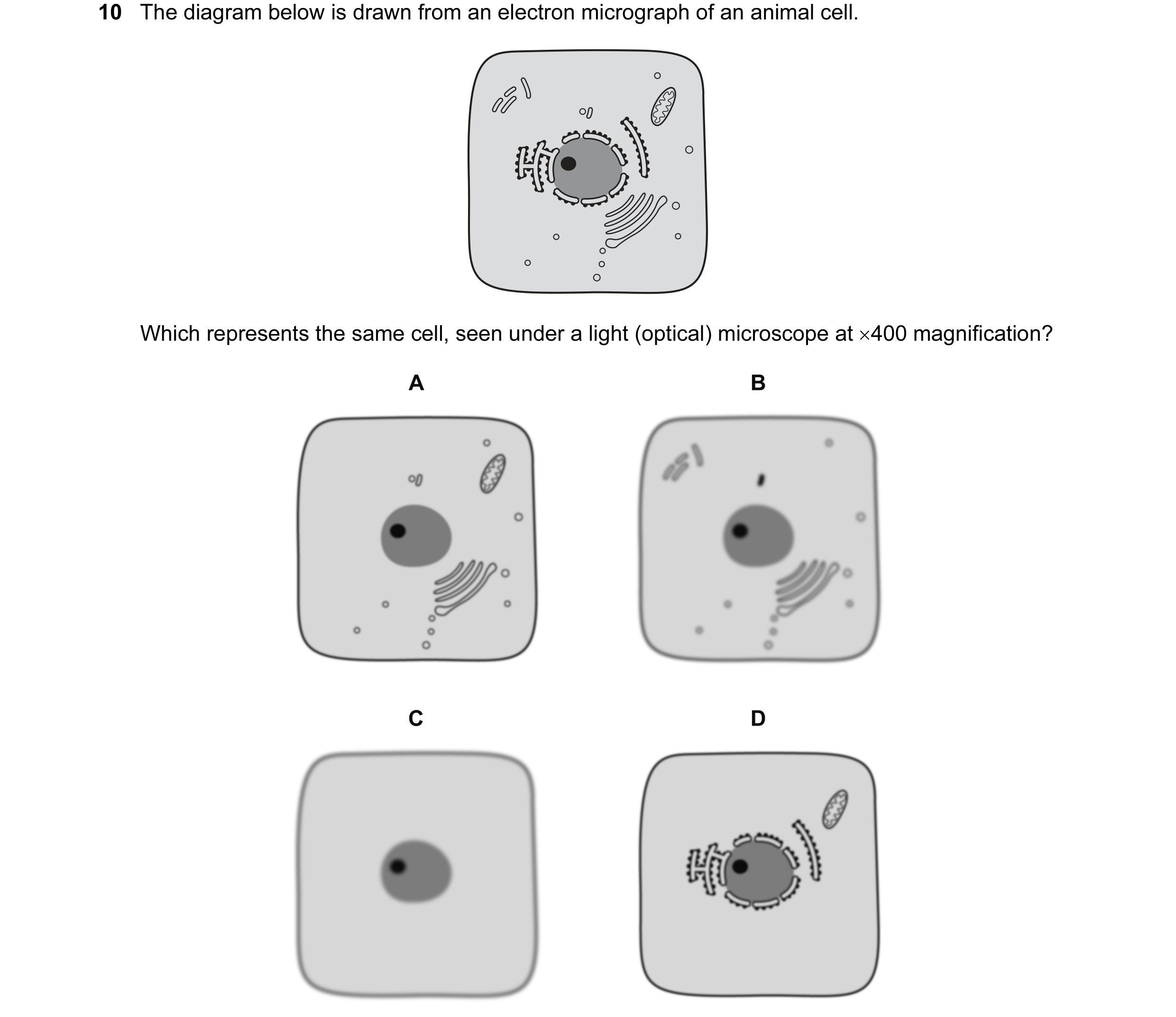 Question 25: The diagram below is drawn from an electron micrograph of an animal cell. Which represents the same cell, seen under a light (optical) micr…