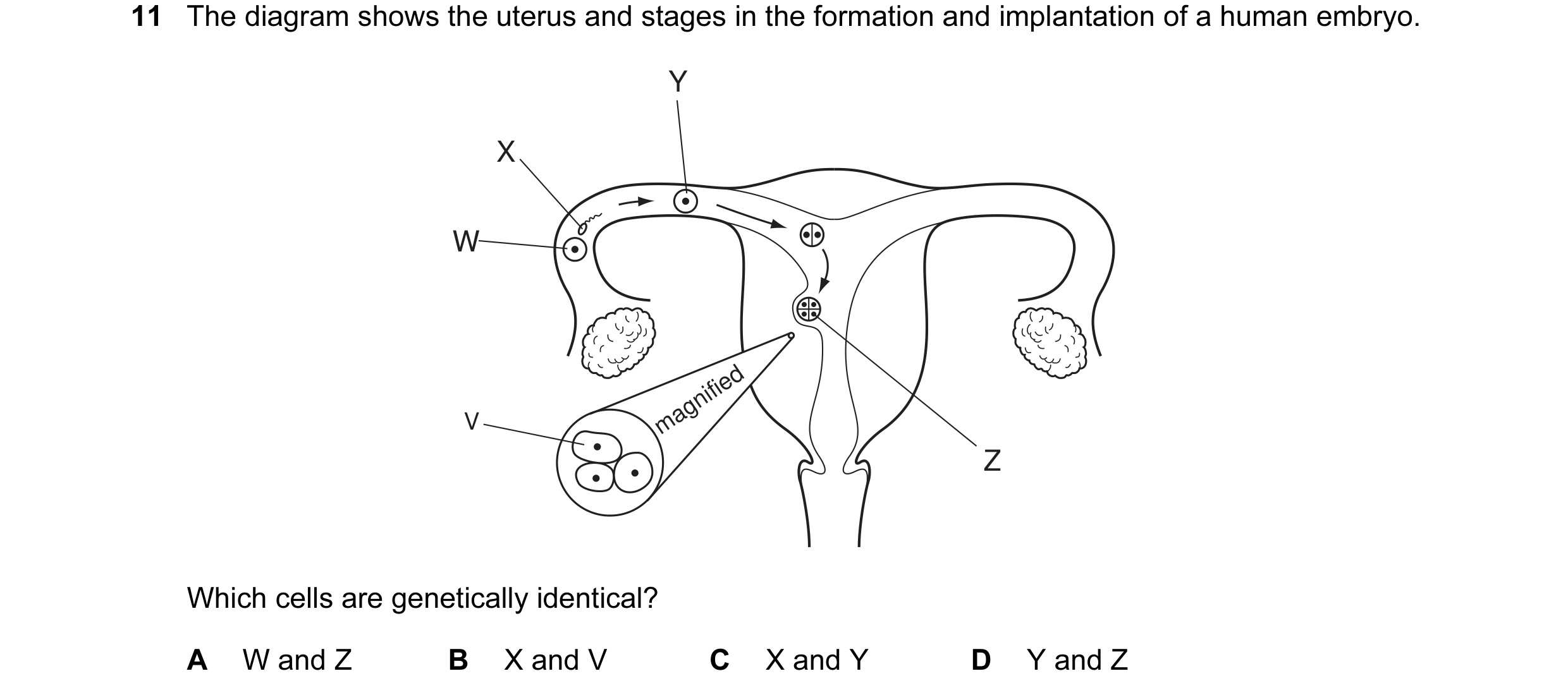 Question 16: The diagram shows the uterus and stages in the formation and implantation of a human embryo. Y X W magnified V Z Which cells are geneticall…