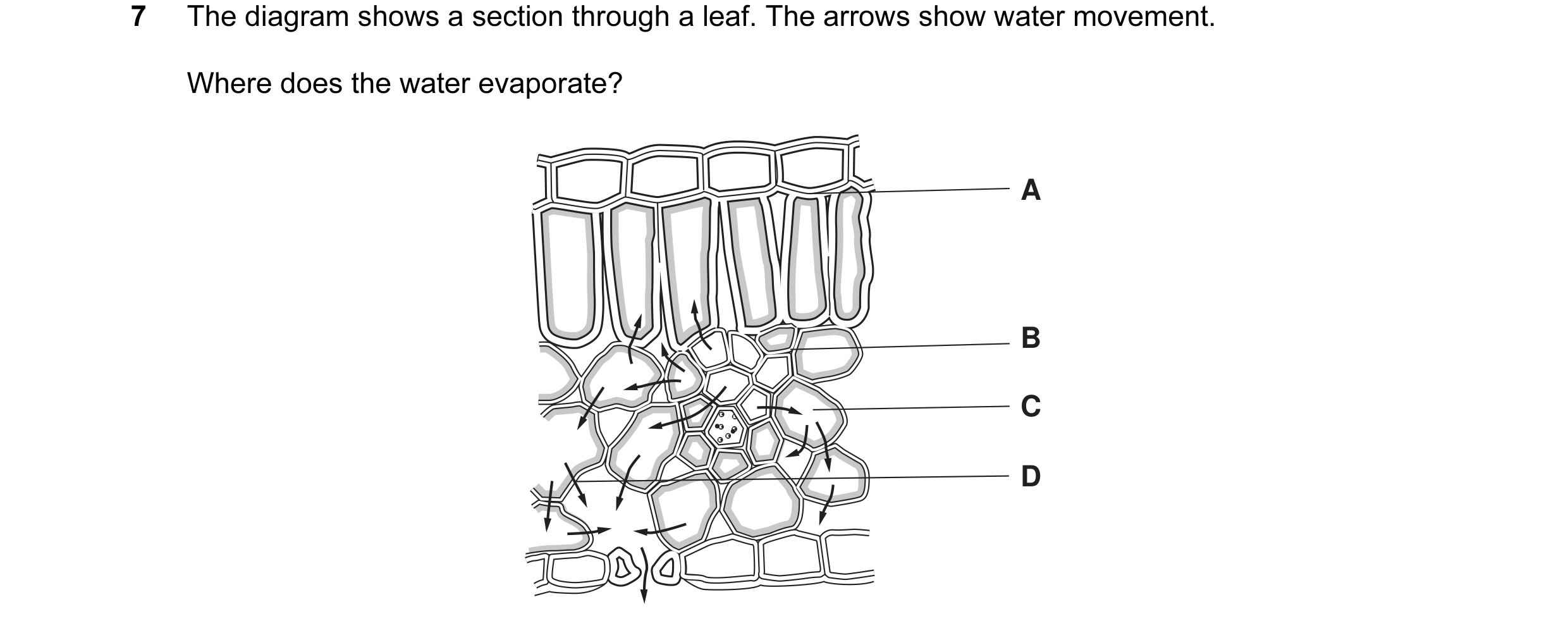 Question 11: The diagram shows a section through a leaf. The arrows show water movement. Where does the water evaporate? A B C D