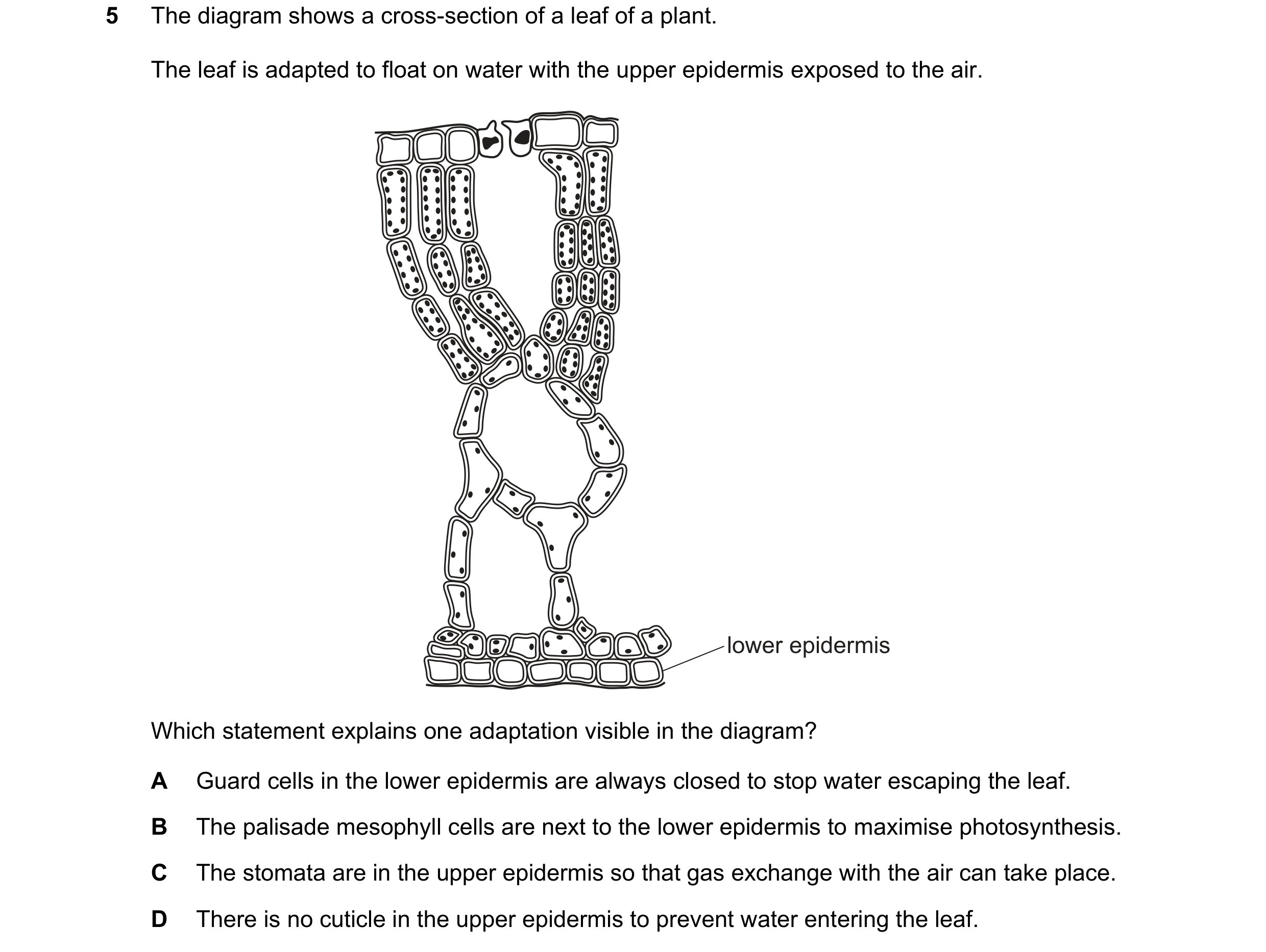 Question 42: The diagram shows a cross-section of a leaf of a plant. The leaf is adapted to float on water with the upper epidermis exposed to the air. …