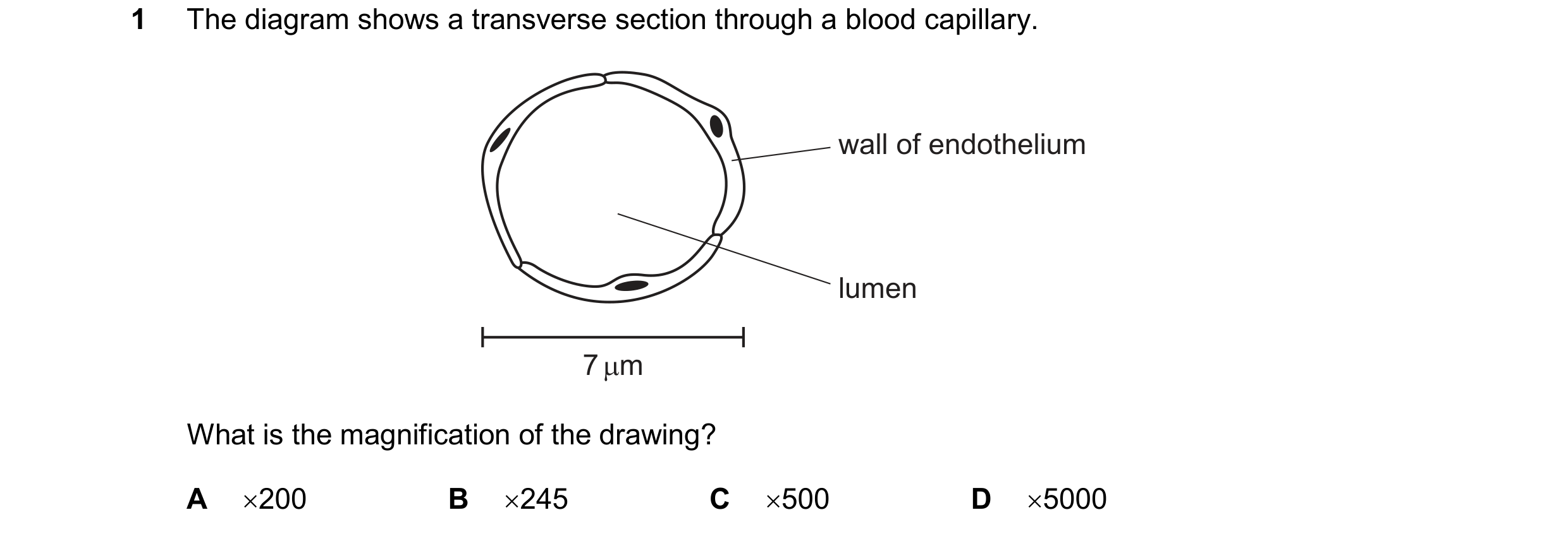 Question 180: The diagram shows a transverse section through a blood capillary. wall of endothelium lumen 7 µm What is the magnification of the drawing? …