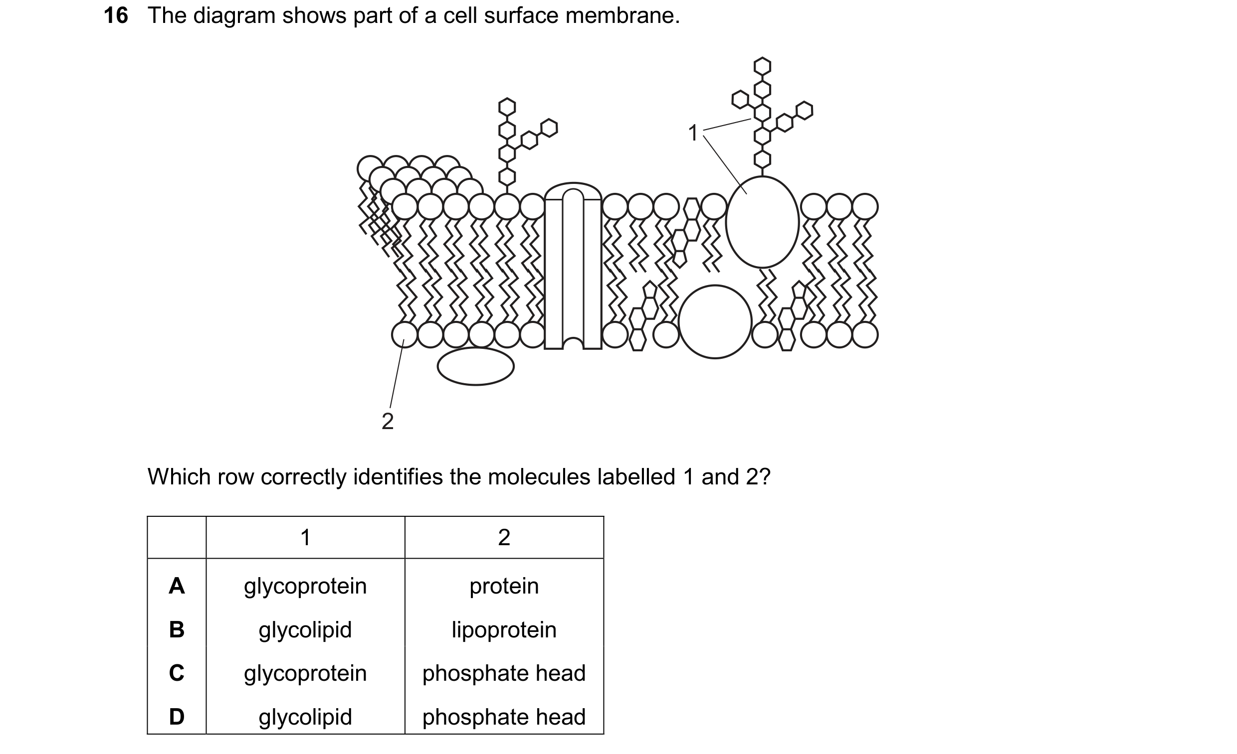 Question 134: The diagram shows part of a cell surface membrane. 1 2 Which row correctly identifies the molecules labelled 1 and 2? 1 2 A glycoprotein pr…
