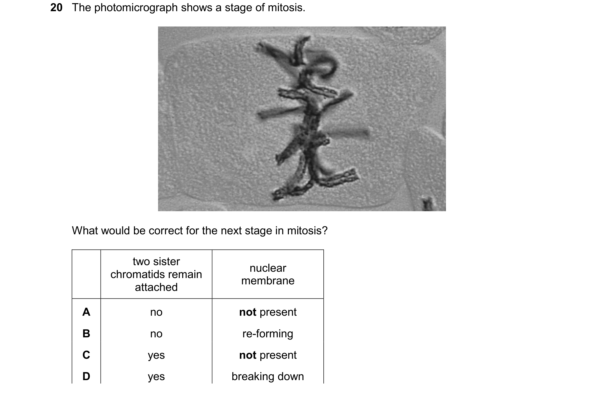 Question 121: The photomicrograph shows a stage of mitosis. What would be correct for the next stage in mitosis? two sister nuclear chromatids remain mem…