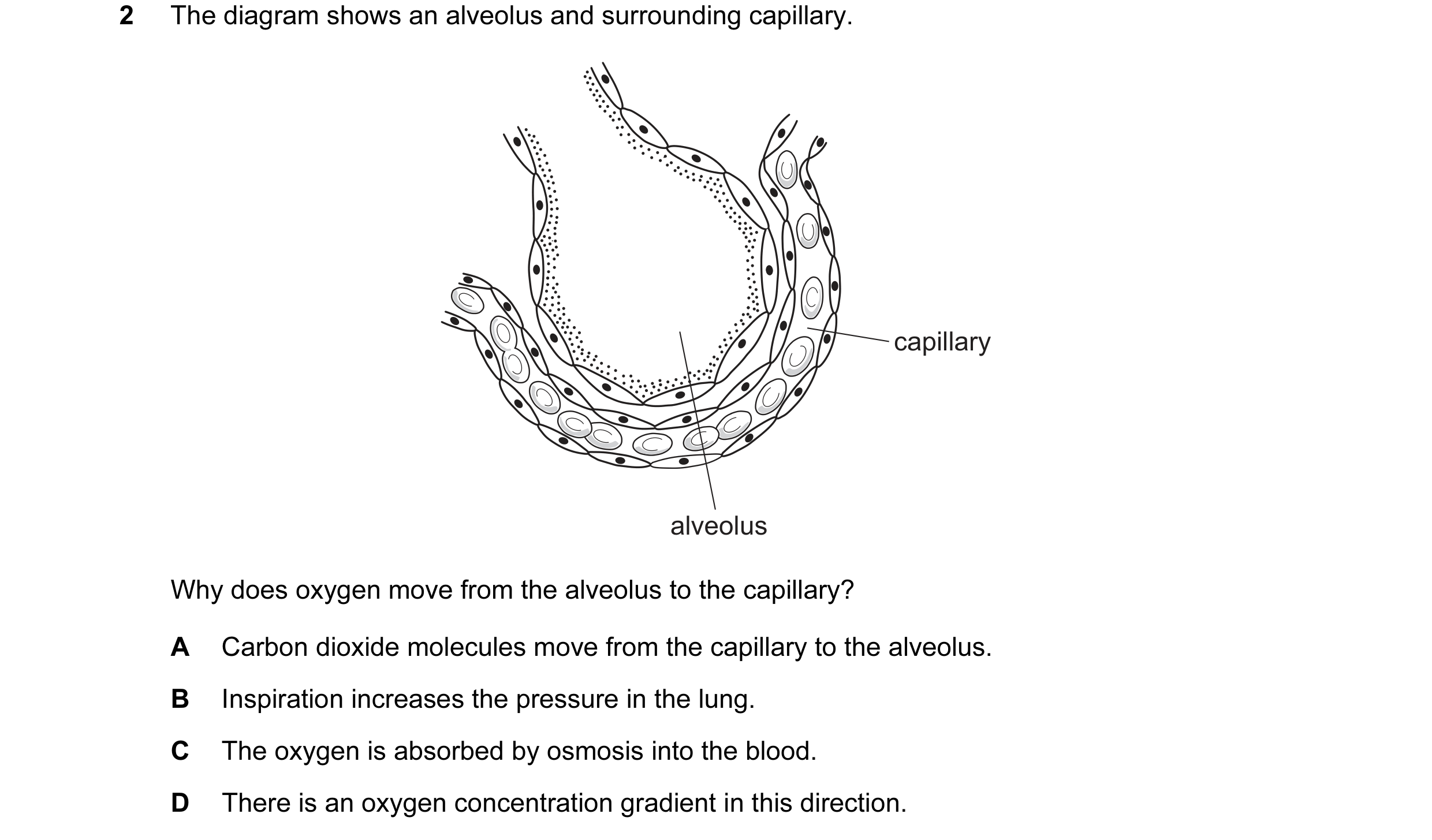 Question 11: The diagram shows an alveolus and surrounding capillary. capillary alveolus Why does oxygen move from the alveolus to the capillary? A Carb…