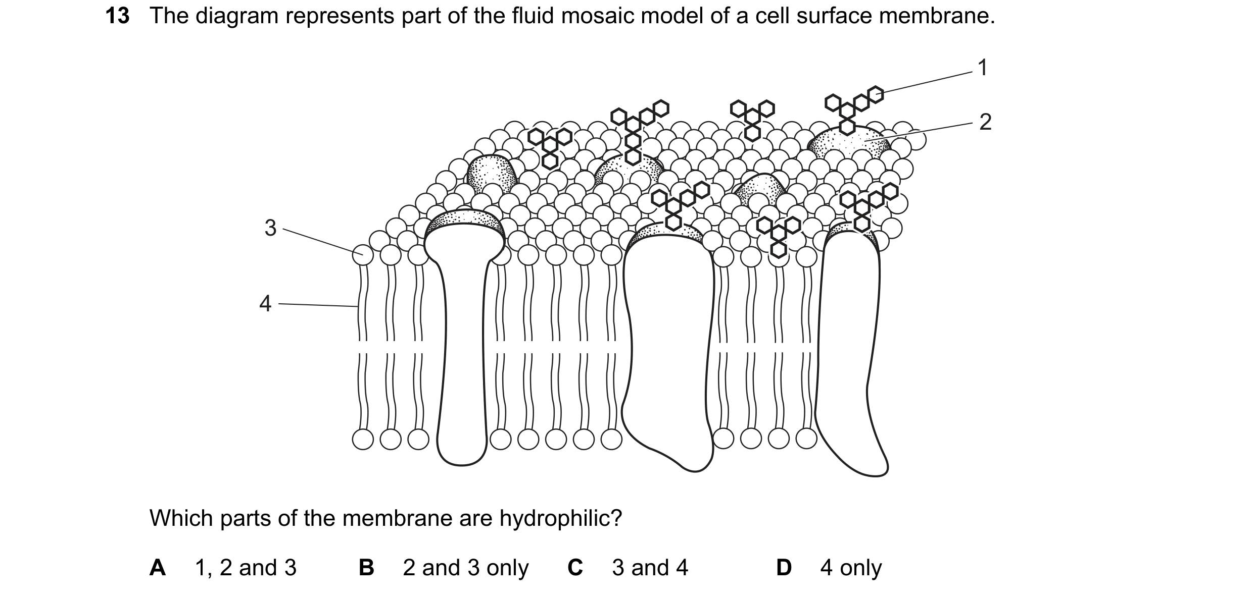 Question 98: The diagram represents part of the fluid mosaic model of a cell surface membrane. 1 2 3 4 Which parts of the membrane are hydrophilic? A 1,…
