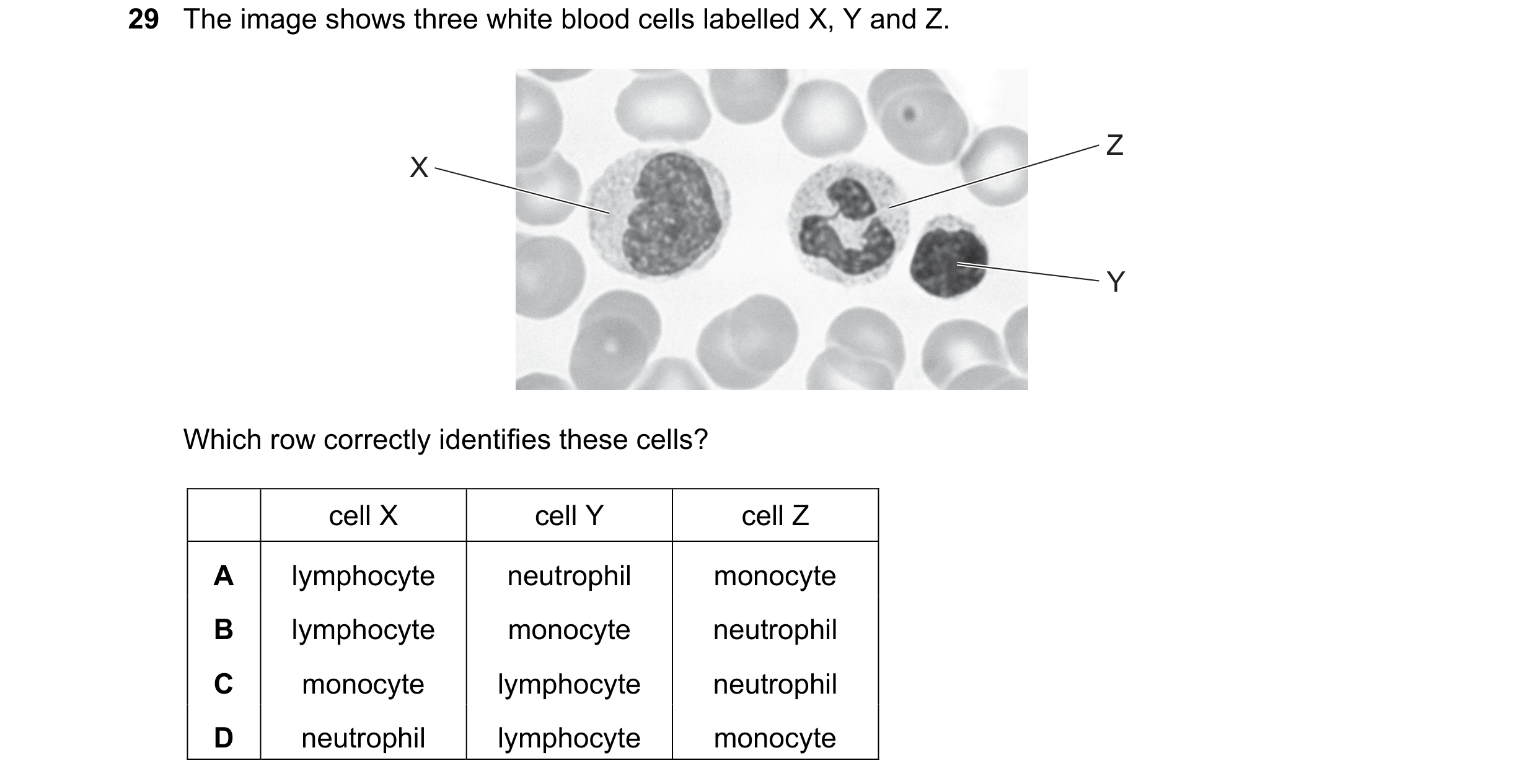 Question 93: The image shows three white blood cells labelled X, Y and Z. Z X Y Which row correctly identifies these cells? cell X cell Y cell Z A lymph…