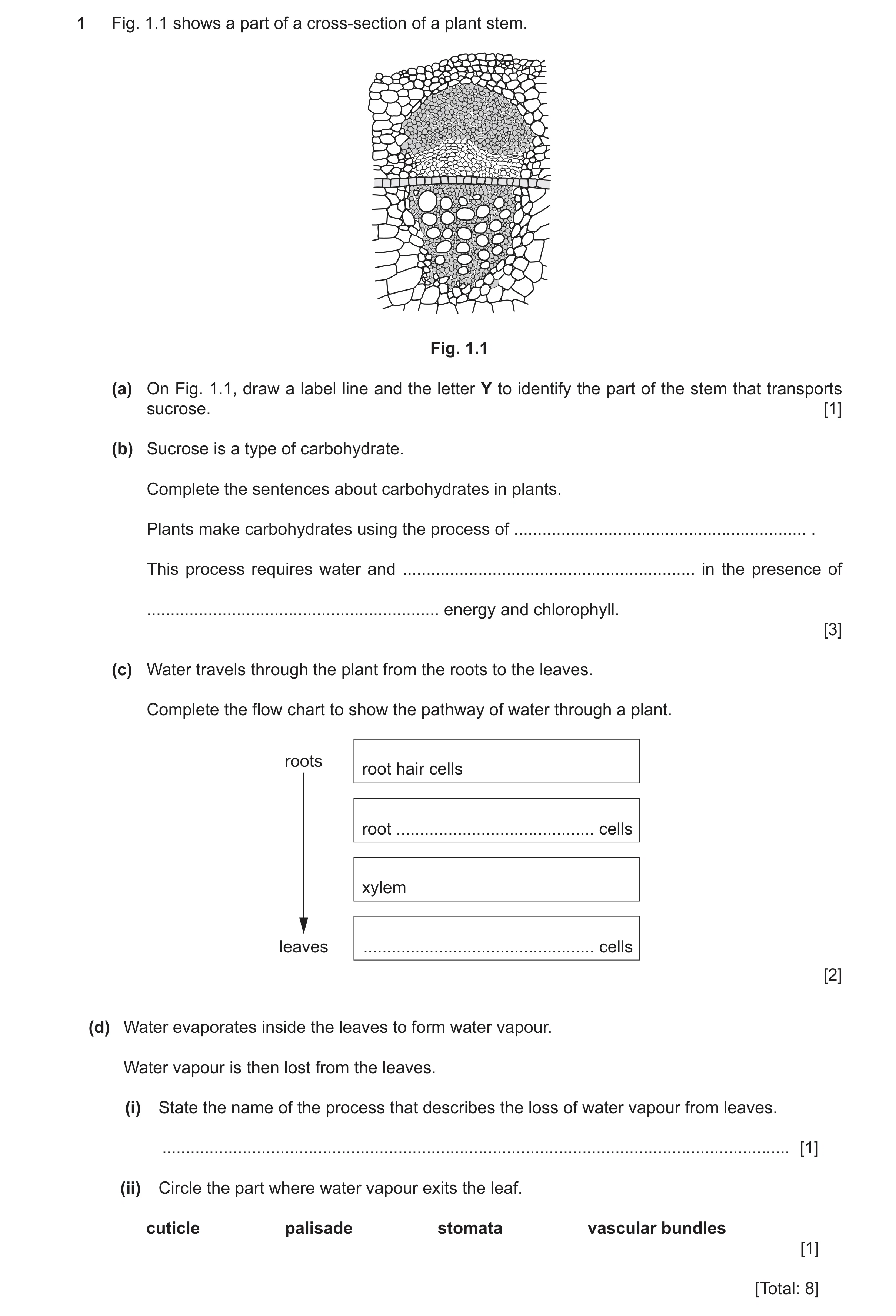 Question 13: Fig. 1.1 shows a part of a cross-section of a plant stem. Fig. 1.1 (a) On Fig. 1.1, draw a label line and the letter Y to identify the part…