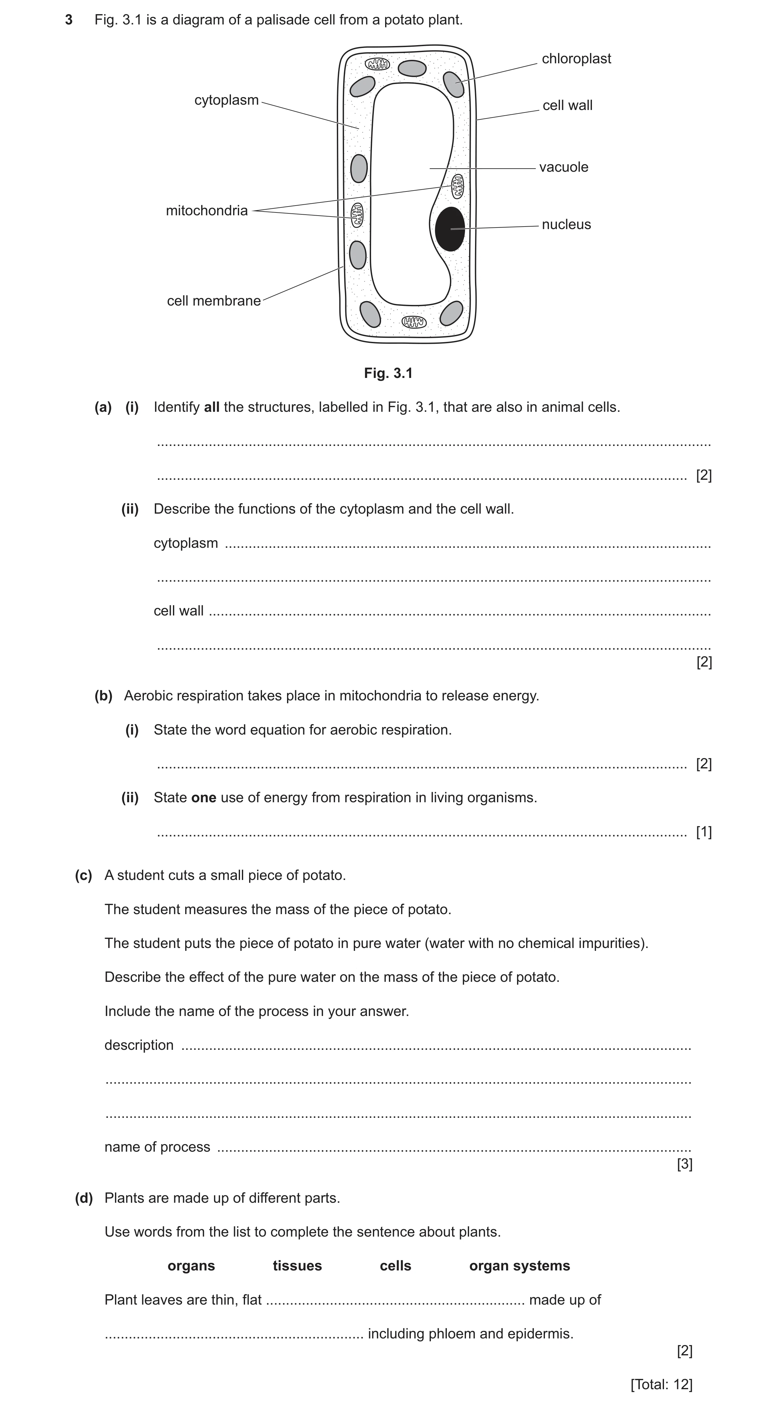 Question 24: Fig. 3.1 is a diagram of a palisade cell from a potato plant. chloroplast cytoplasm cell wall vacuole mitochondria nucleus cell membrane Fi…