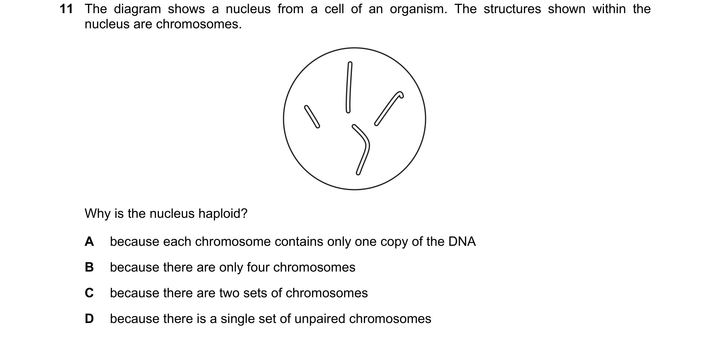 Question 16: The diagram shows a nucleus from a cell of an organism. The structures shown within the nucleus are chromosomes. Why is the nucleus haploid…