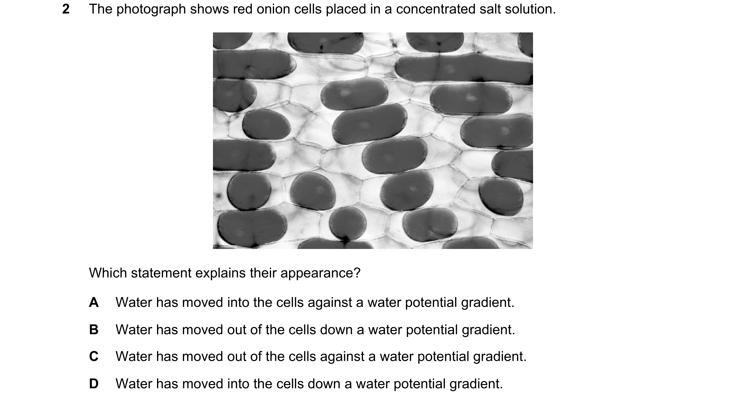 Question 13: The photograph shows red onion cells placed in a concentrated salt solution. Which statement explains their appearance? A Water has moved i…