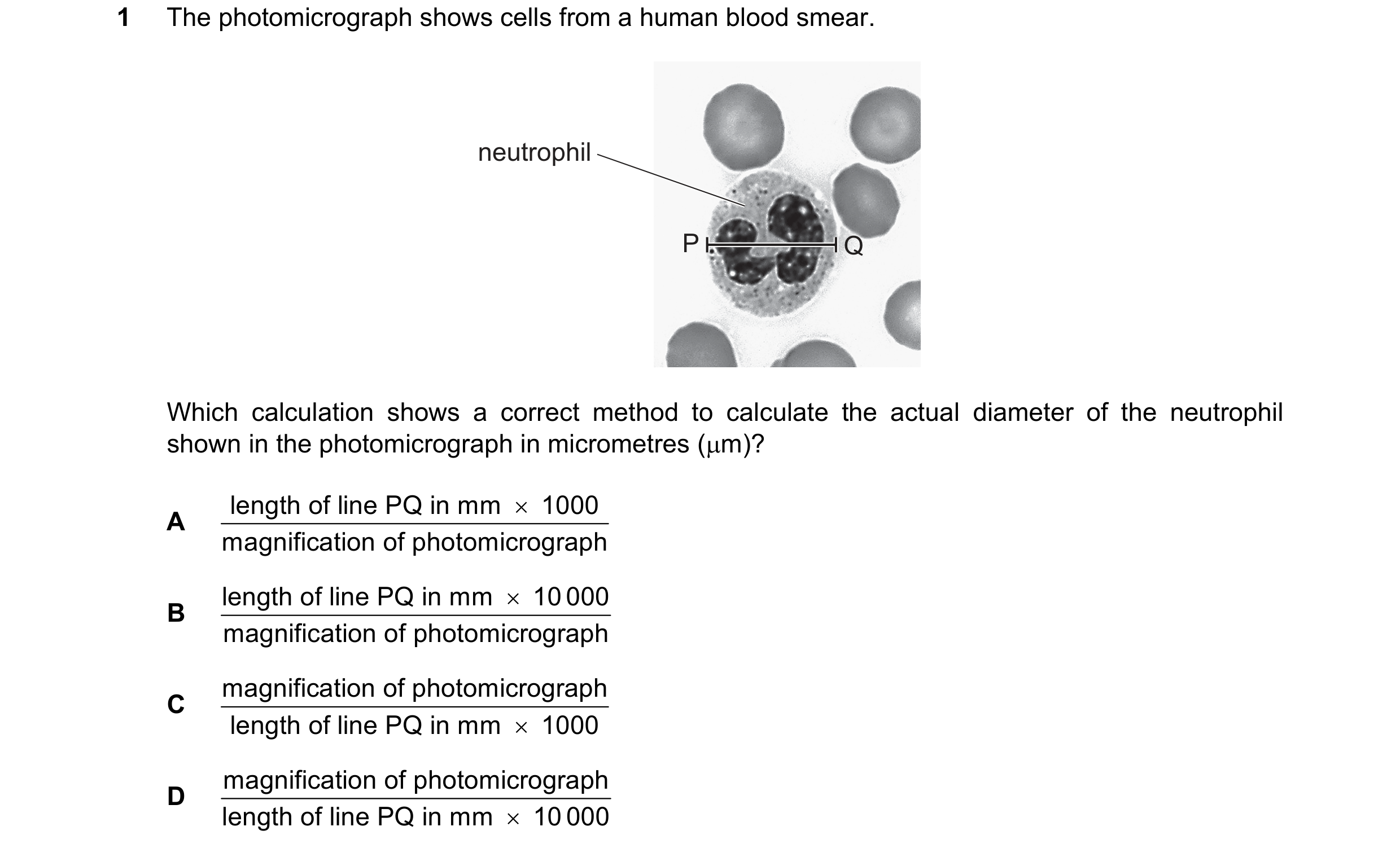 Question 166: The photomicrograph shows cells from a human blood smear. neutrophil P Q Which calculation shows a correct method to calculate the actual d…