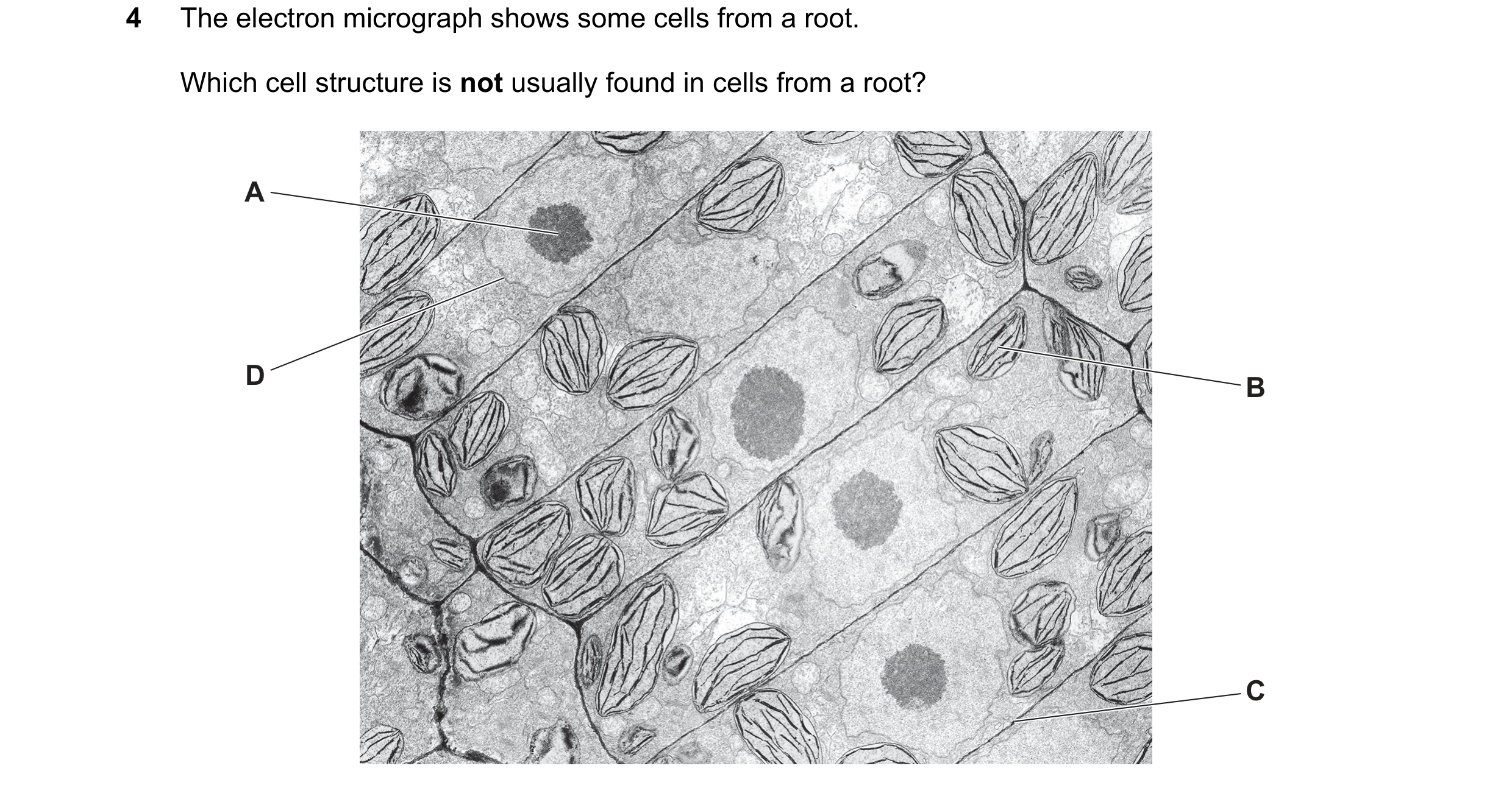 Question 311: The electron micrograph shows some cells from a root. Which cell structure is not usually found in cells from a root? A D B C